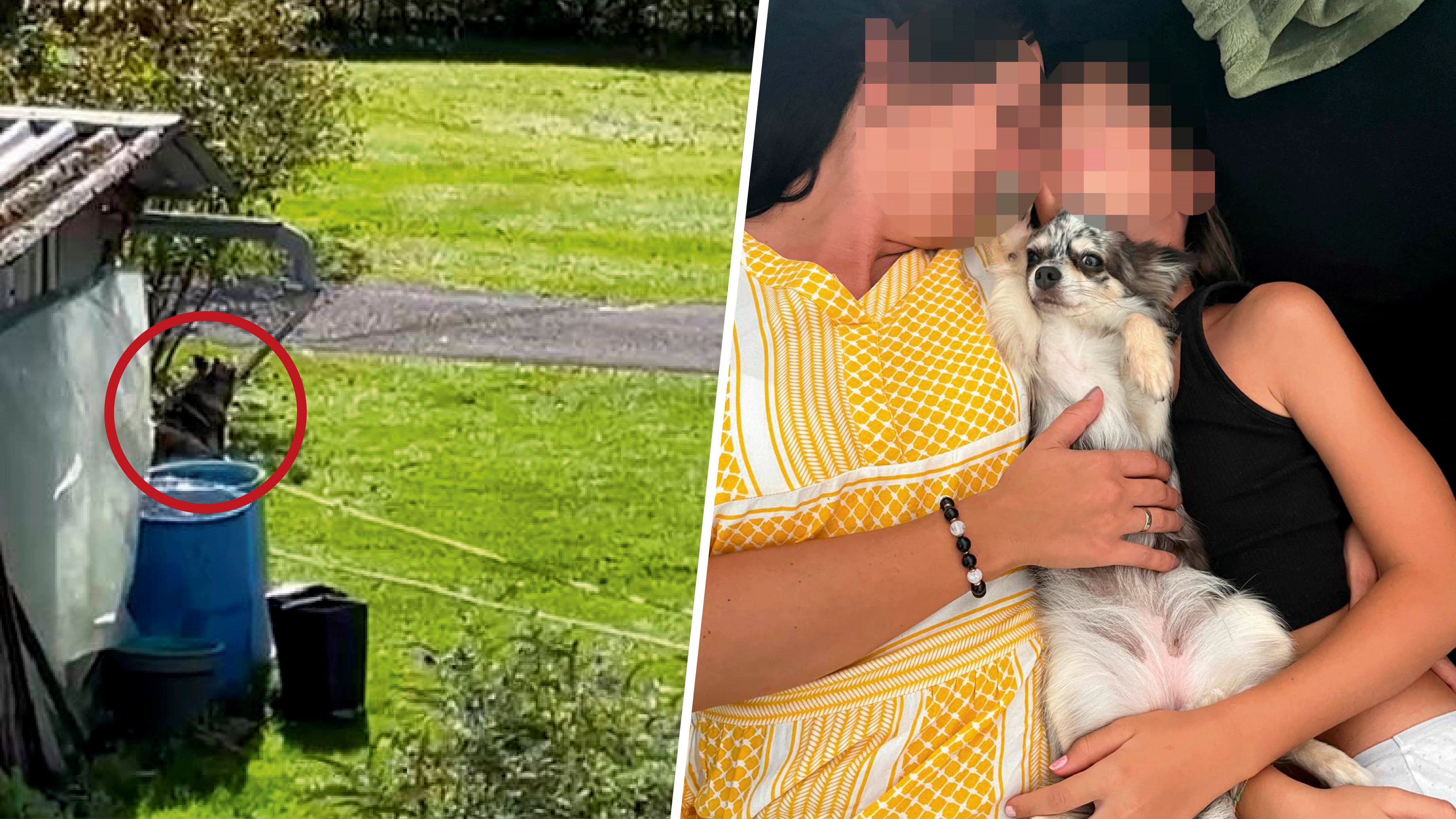 Der Hund wird im Garten offenbar oft angeleint. Vor einer Woche sprang er über die Hecke und attackierte den Chihuahua (rechts).