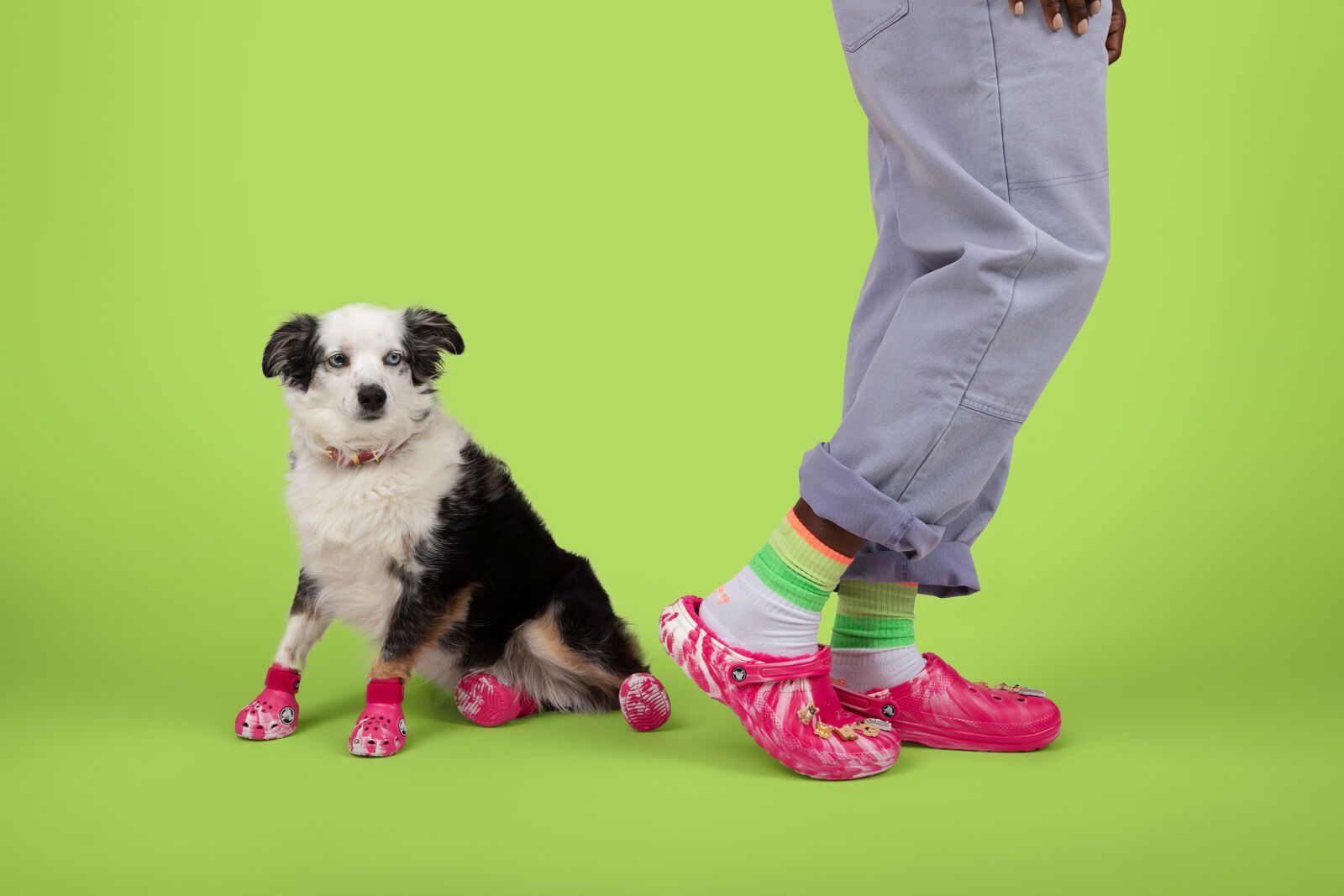Brauchen Hunde Schuhe? Crocs meint ja.