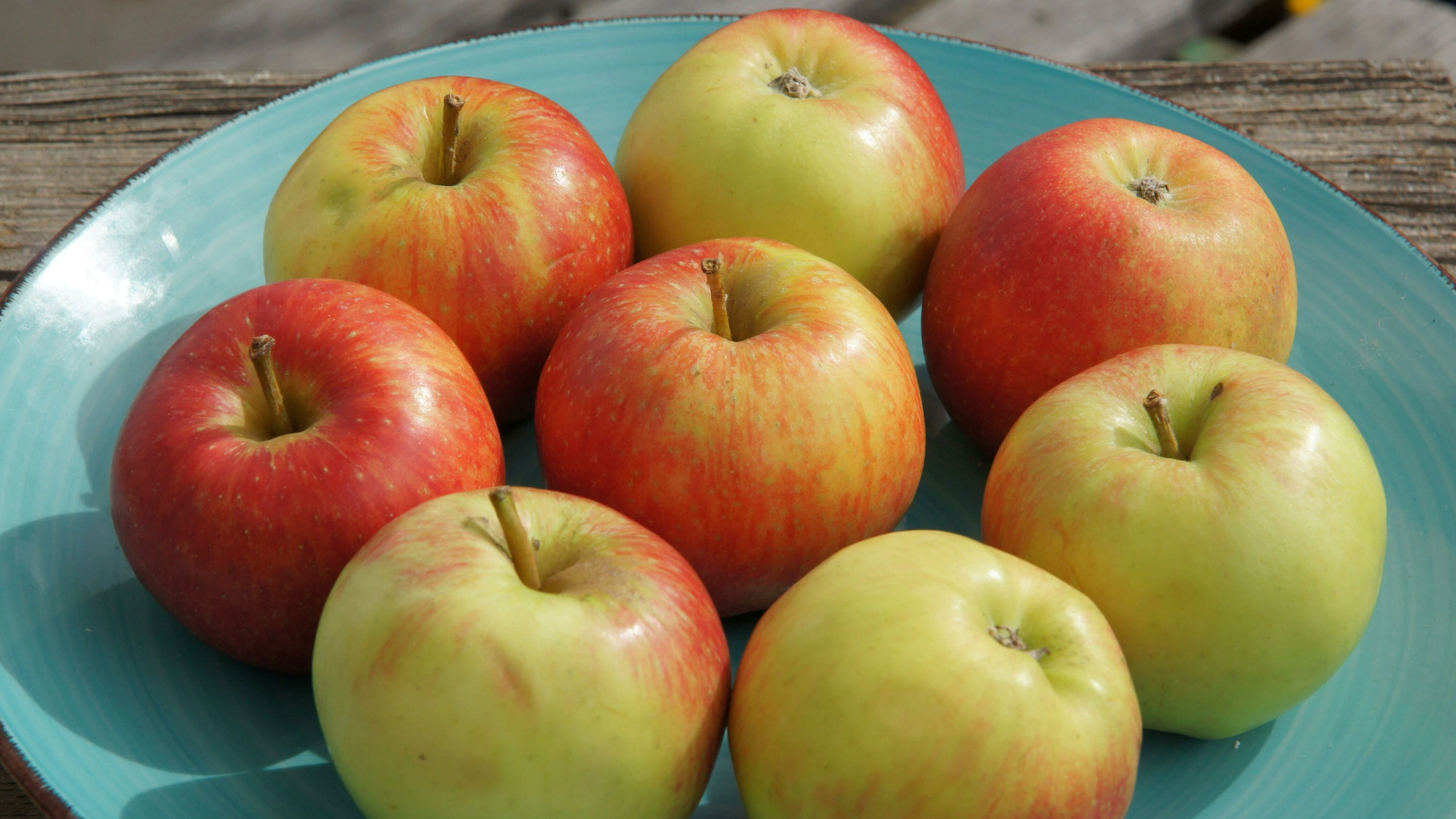 Download von www.picturedesk.com am 17.10.2024 (11:39).  Malus domestica Santana, Apfel, apple, auf Tuerkis, on turquoise - 20240915_PD28167 - Rechteinfo: Rights Managed (RM)