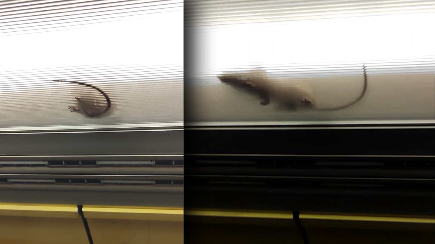 Zum zweiten Mal innerhalb weniger Tage wurde in der U-Bahn eine Maus in der U-Bahn gesichtet. Diese saß erneut in einer Lichtröhre fest.