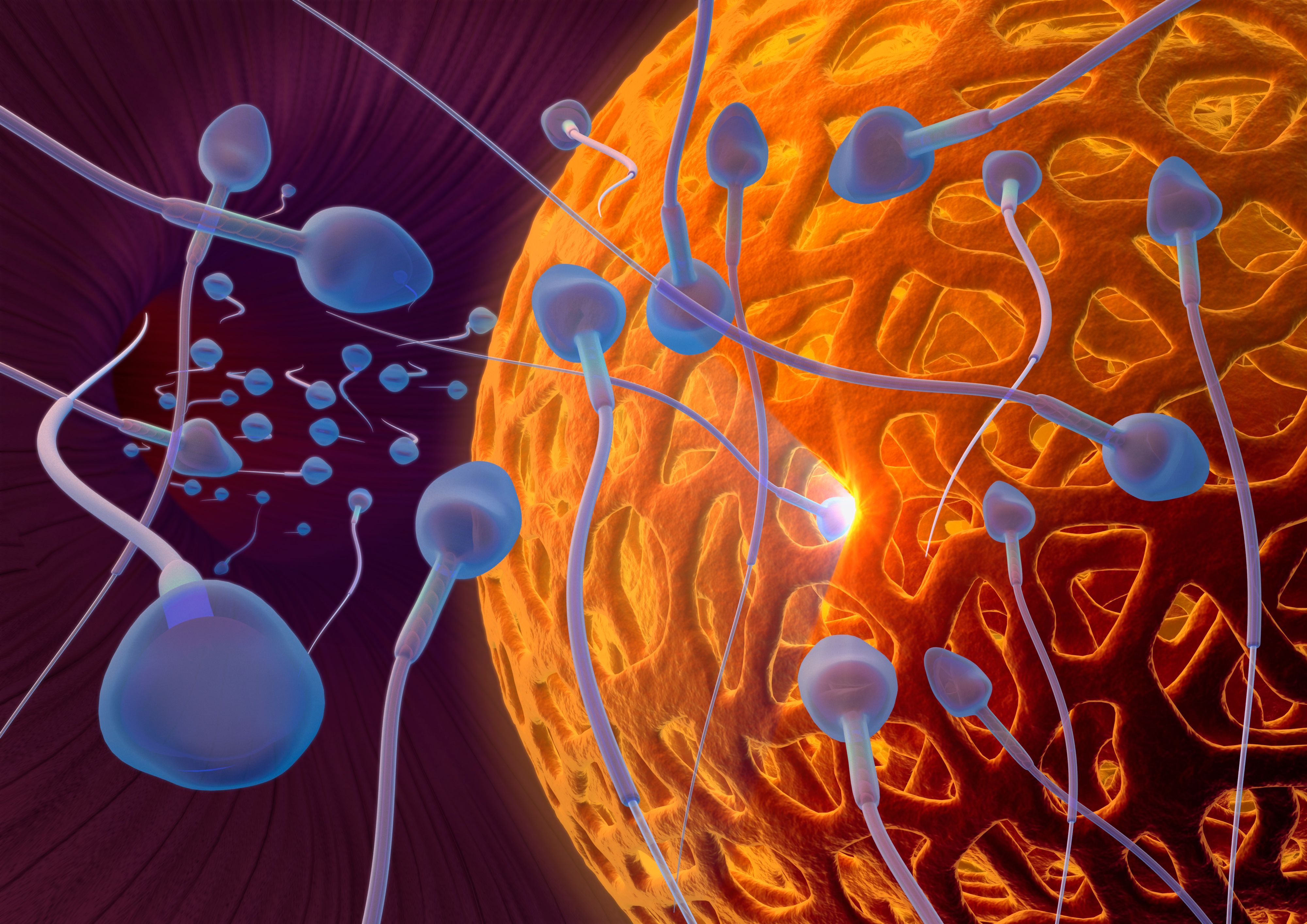 Menschen, Fische und Mäuse haben bei Spermien den selben Mechanismus.