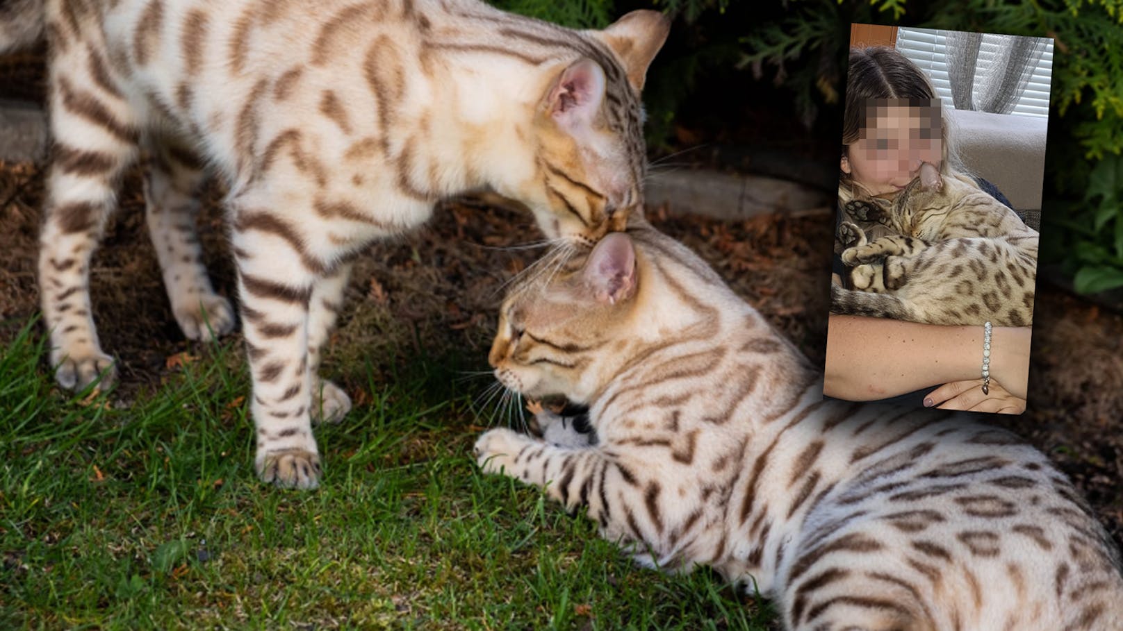 Katzenbrüder vermisst: 3.000 € Belohnung für den Finder