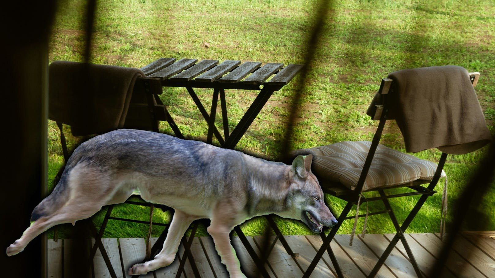 Familie aus NÖ in Angst: "Wolf lauert auf Terrasse"