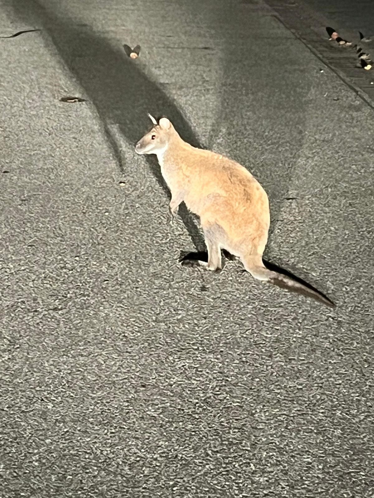 In der Nacht zu Freitag endeckte eine Autofahrerin in Deutschland dieses Känguru an einer Bushaltestelle.