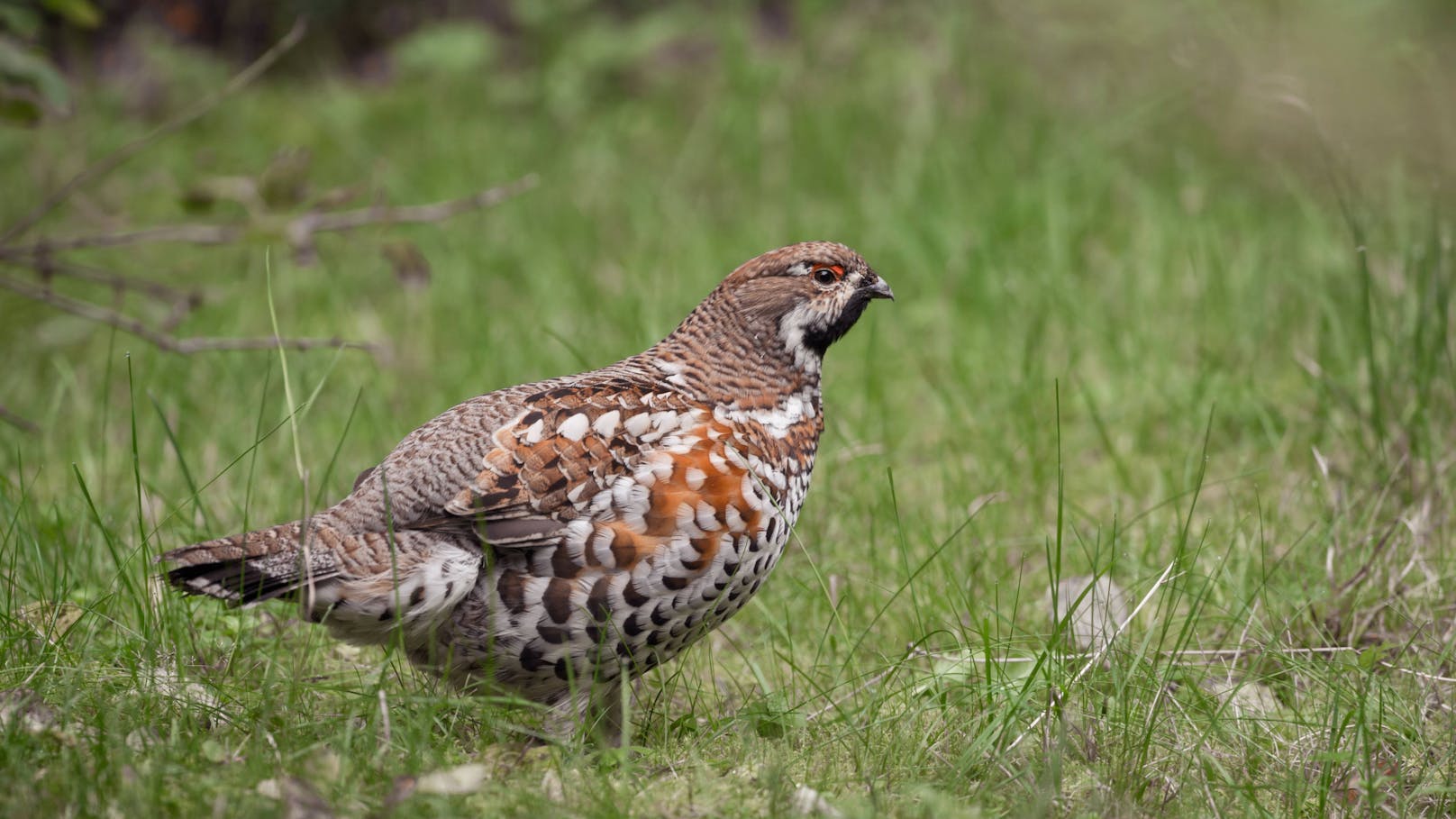 Die Raufußhühner (Tetraoninae) gehören zur Familie der Fasane. Bekannte Arten in unseren Breiten sind das Auerhuhn, das Birkhuhn, das Haselhuhn (Bild) und die Schneehühner. Sie gelten im gesamten mitteleuropäischen Raum als zum Teil gefährdet.