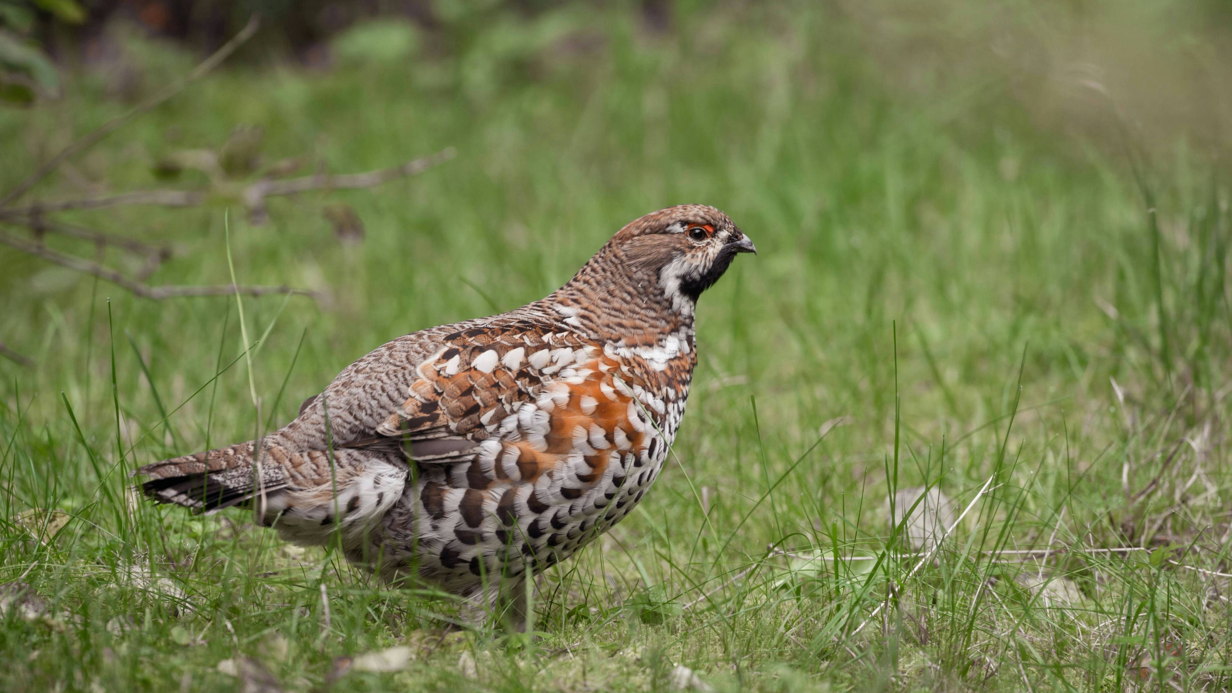 kleiner scheuer Waldvogel... Haselhuhn  Tetrastes bonasia , sehr seltenes wildes Huhn, heimisch in strukturreichen Laub- und Mischwäldern, zählt zu den Rauhfußhühnern *** Hazel Grouse  Tetrastes bonasia  sneaking, walking through grass along the edge of a forest, Europe. Bayern Deutschland, Europa 