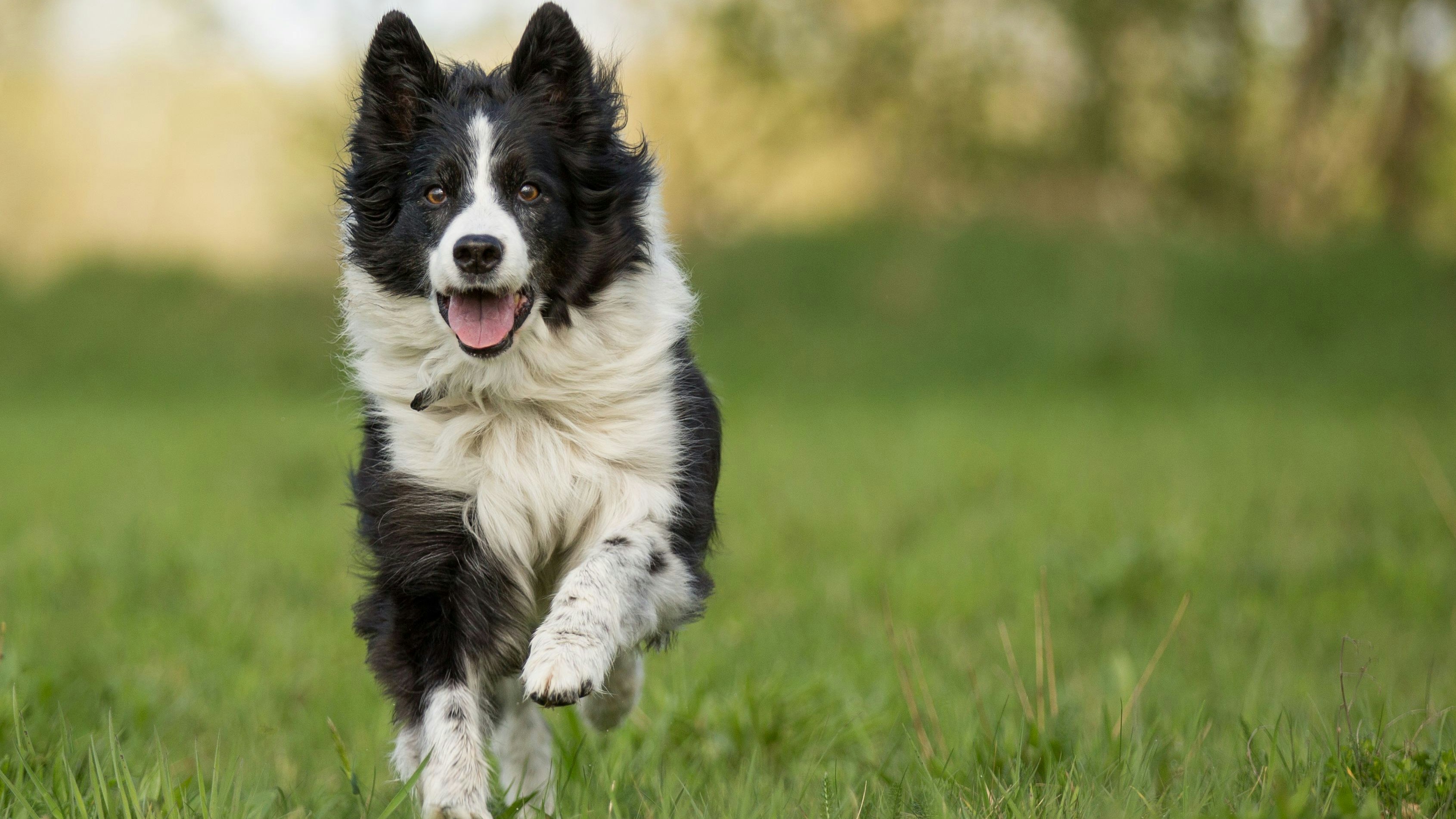 Der Border-Collie-Mischling verletzte eine Fußgängerin.