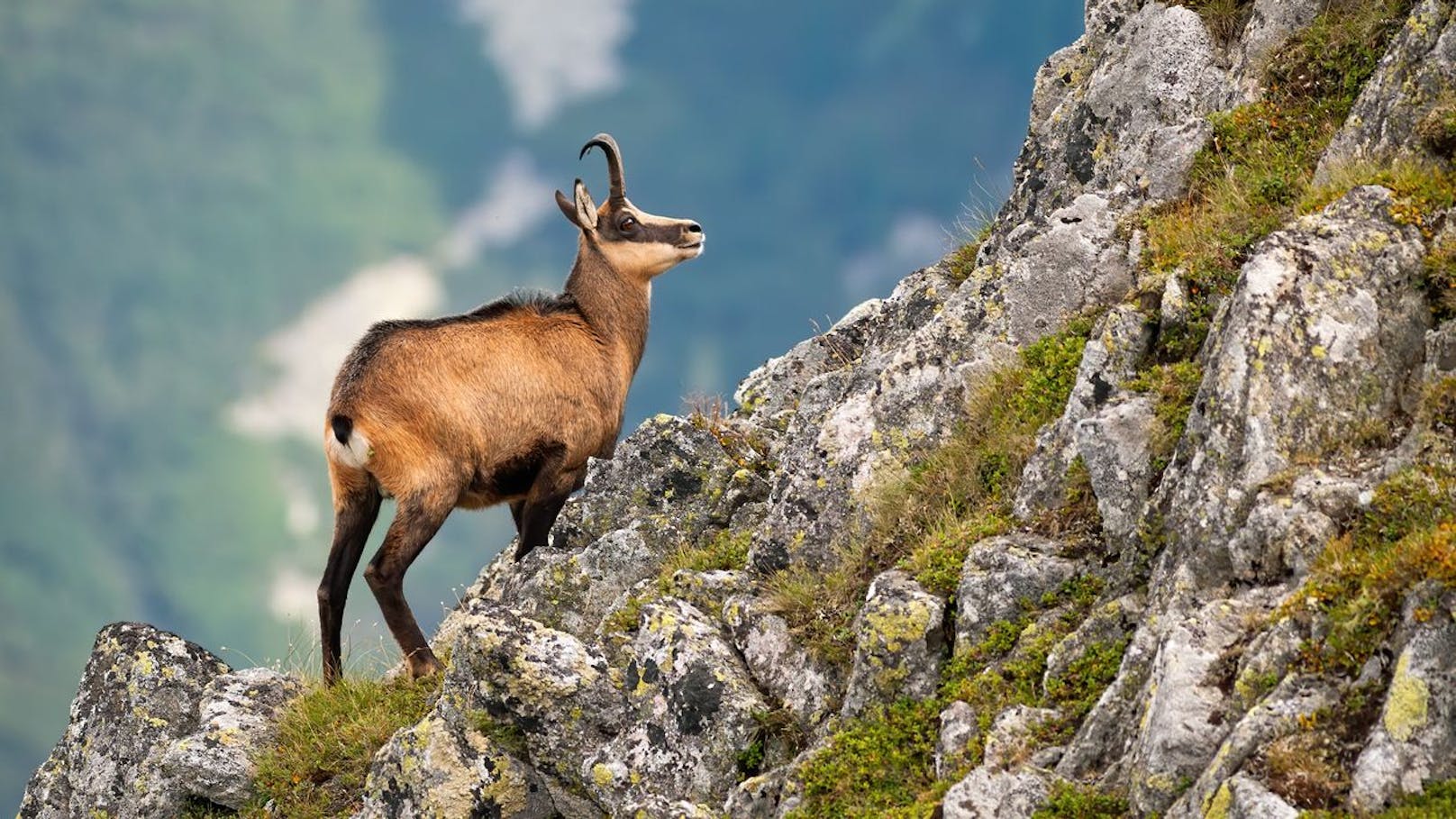 Der Magen der Alpengämse ist ein Wunderwerk und arbeitet je nach Jahreszeit völlig anders. Im Winter können durch das schwindende Angebot auch schwerverdauliche Dinge gefressen werden, während im Sommer eiweißreiche Kost verdaut wird.