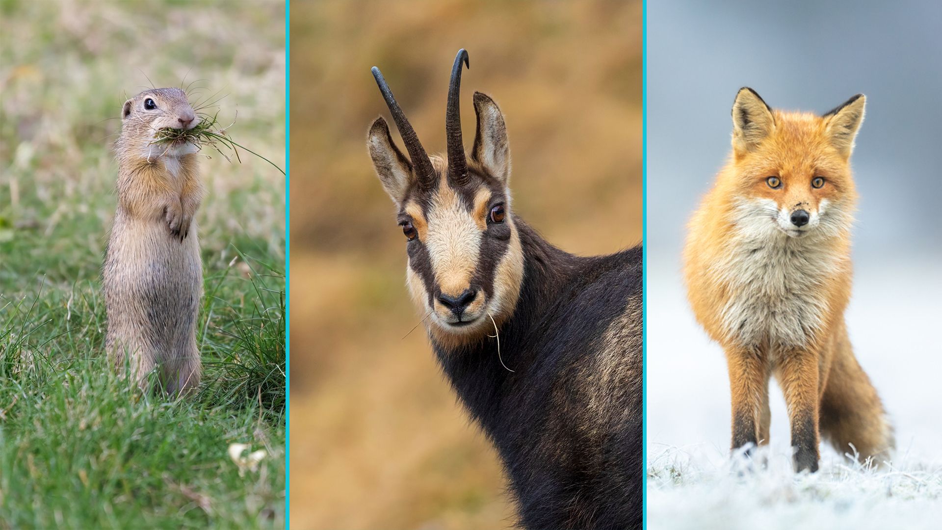 Welches Wildtier darf den Titel 