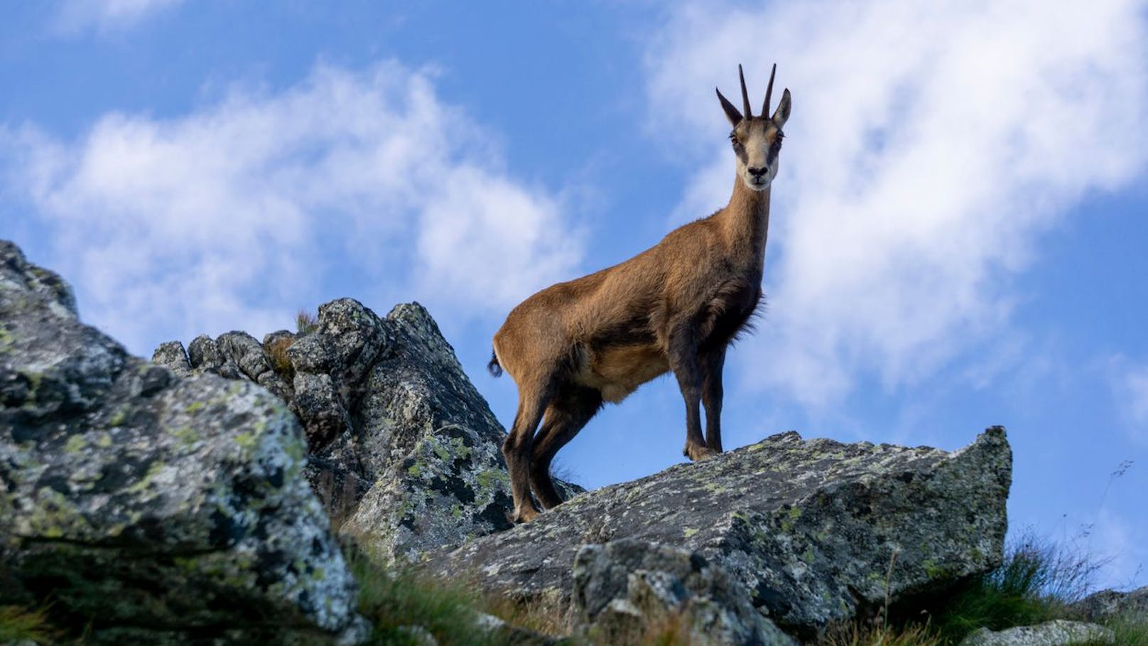 Die Hörner der Alpengämse wachsen jährlich zwischen April und November immer weiter und bilden Ringe, die ihr Alter verraten.