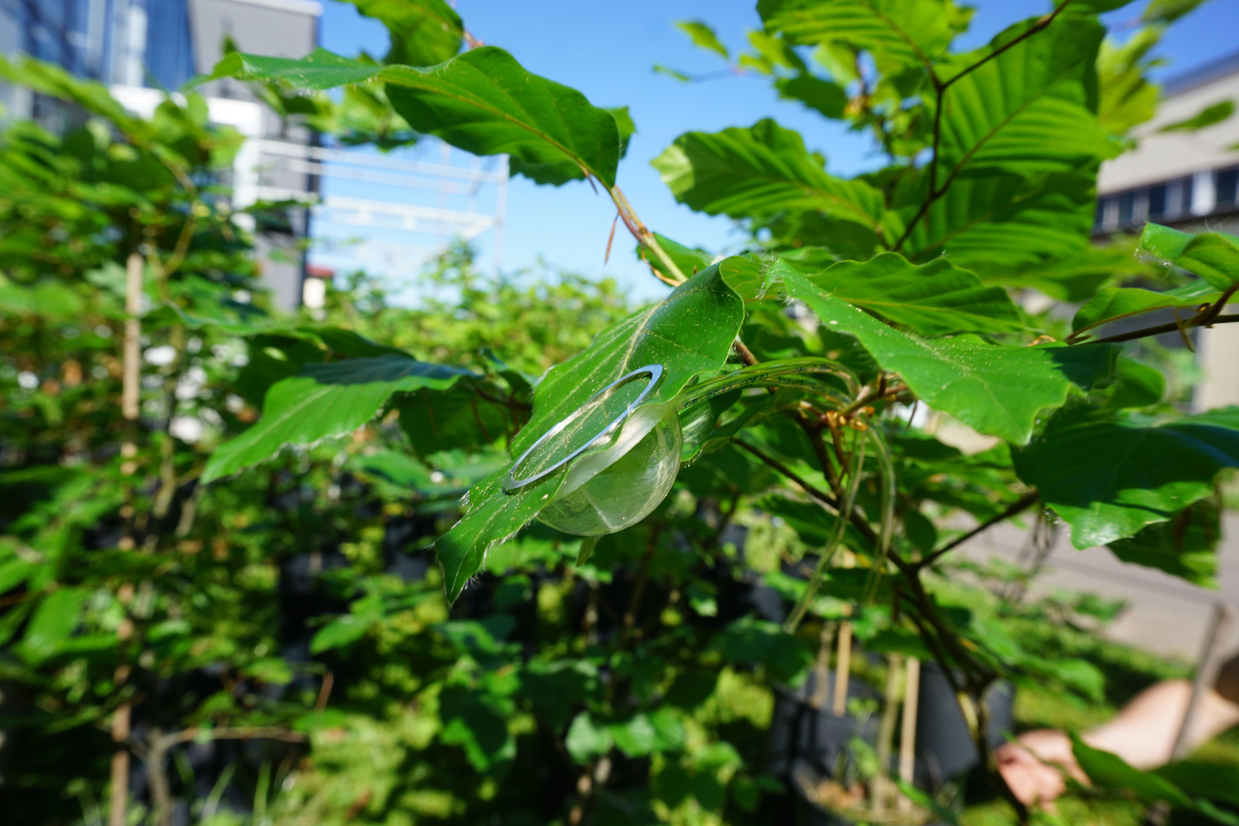 Blatt-Küvette: Sensoren werden am gesamten Baum verteilt, um das Großgehölz 