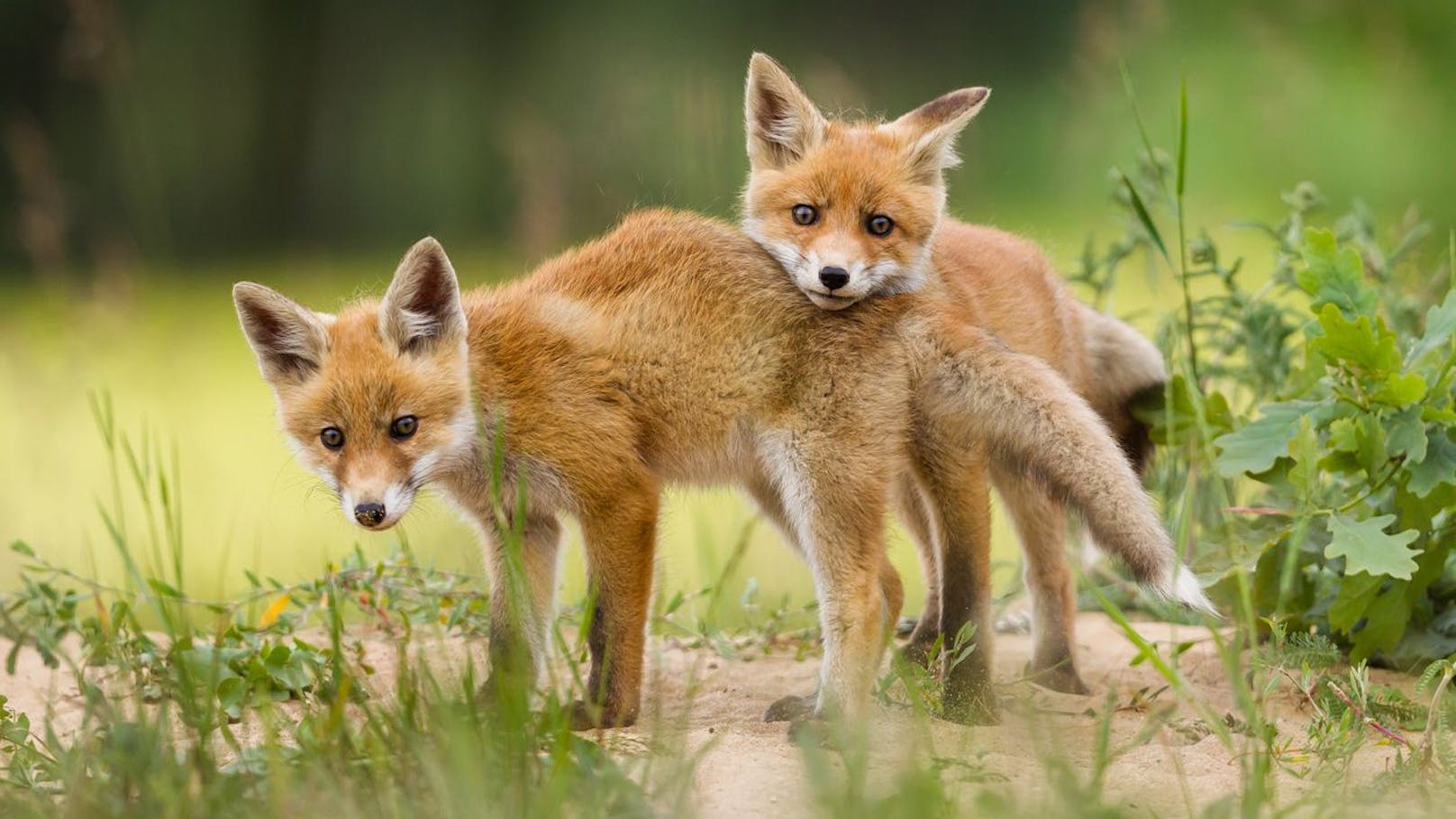 Der Rotfuchs ist auch deshalb so erfolgreich, weil er als Allesfresser keine hohen Ansprüche an seine Nahrung stellt.