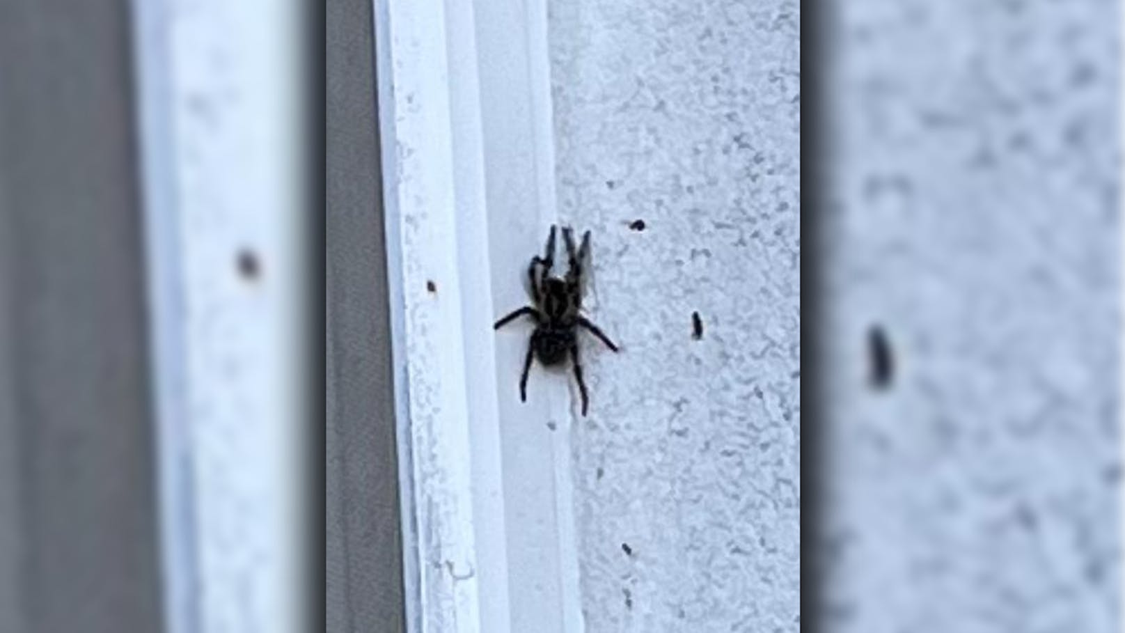 Angst vor Riesen-Spinne: "Will Fenster nicht öffnen!"