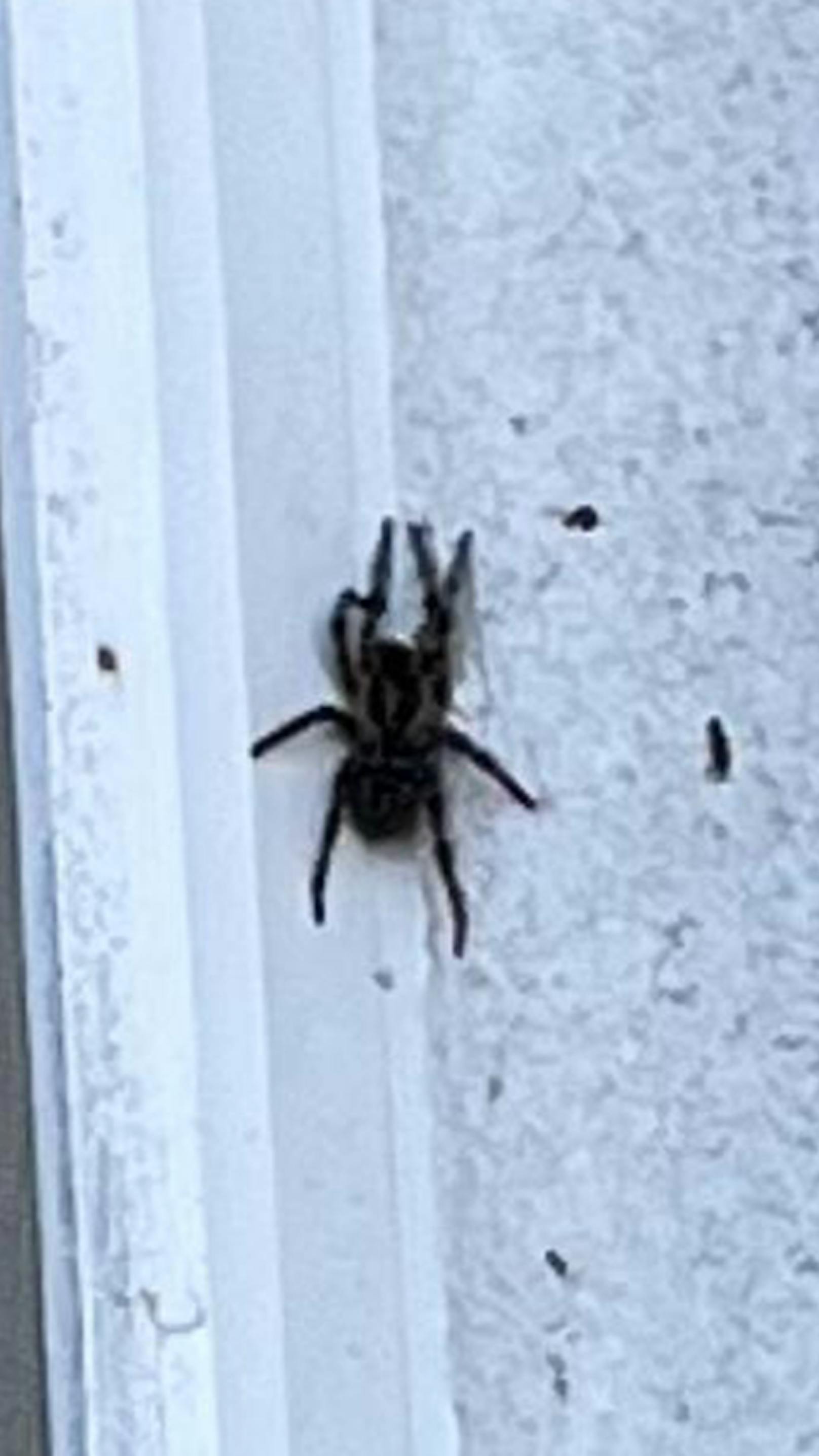 Angst vor Riesen-Spinne: "Will Fenster nicht öffnen!"