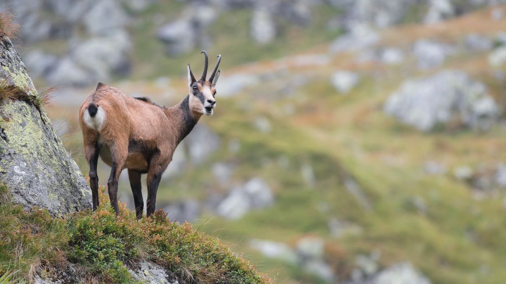 Der österreichische Wintersport kann die Tiere stressen, da sie zu dieser Zeit Energie sparen müssen und keinen Fluchtszenarien ausgesetzt werden sollten.