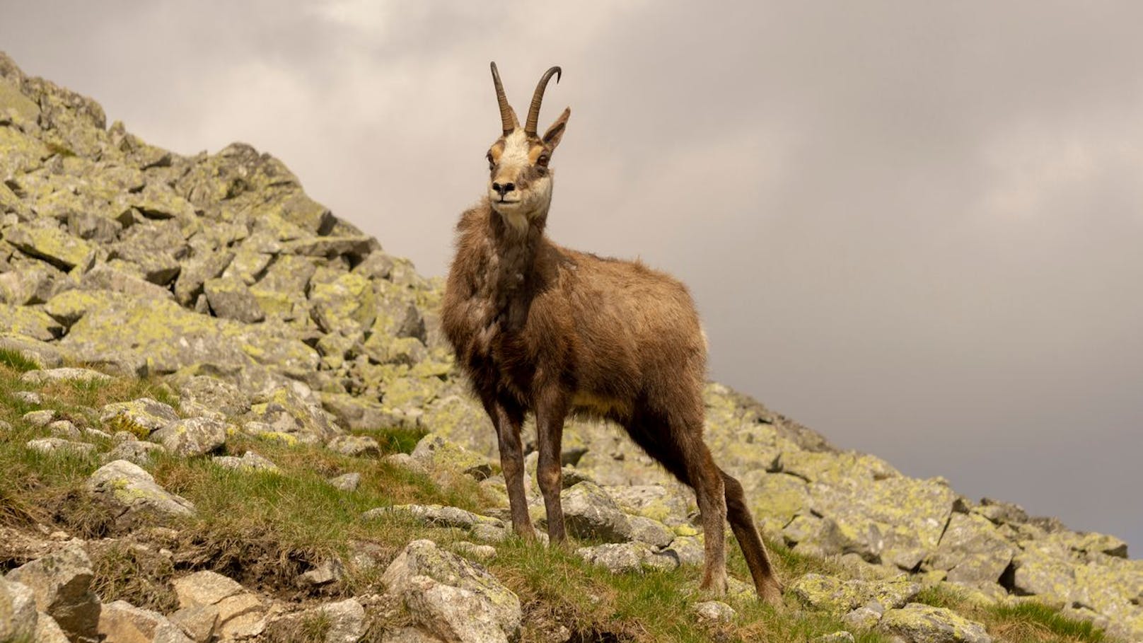 Die Gämse ist ein Paarhufer und ist in den österreichischen Alpen bis ins Hochgebirge zu finden.