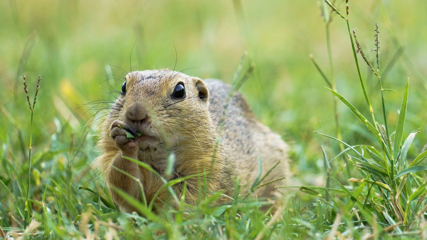 Durch ihr "Männchen-Machen" und dem Pfeifen gelten Ziesel als sehr niedliche und possierliche Tierchen und sind sogar relativ schnell handzahm.