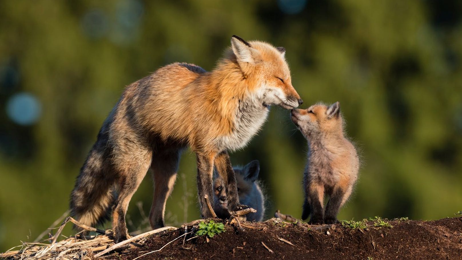 Sie leben in Familienverbänden, wo meist ein dominantes Männchen das Alphatier ist und sind in der Regel dämmerungsaktiv.