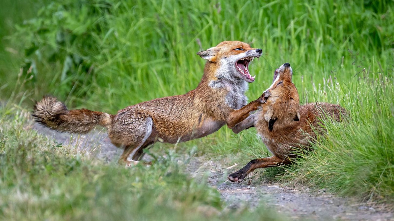 Der Fuchs lebt meist unter der Erde und baut sich sein Versteck selbst – er bezieht manchmal aber auch einen verlassenen Dachsbau.