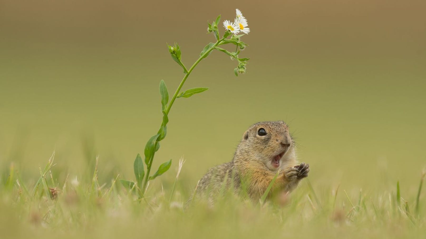 Das Ziesel gehört zur Gattung der Erdhörnchen und ist mit 18 diversen Arten in Eurasien verbreitet.