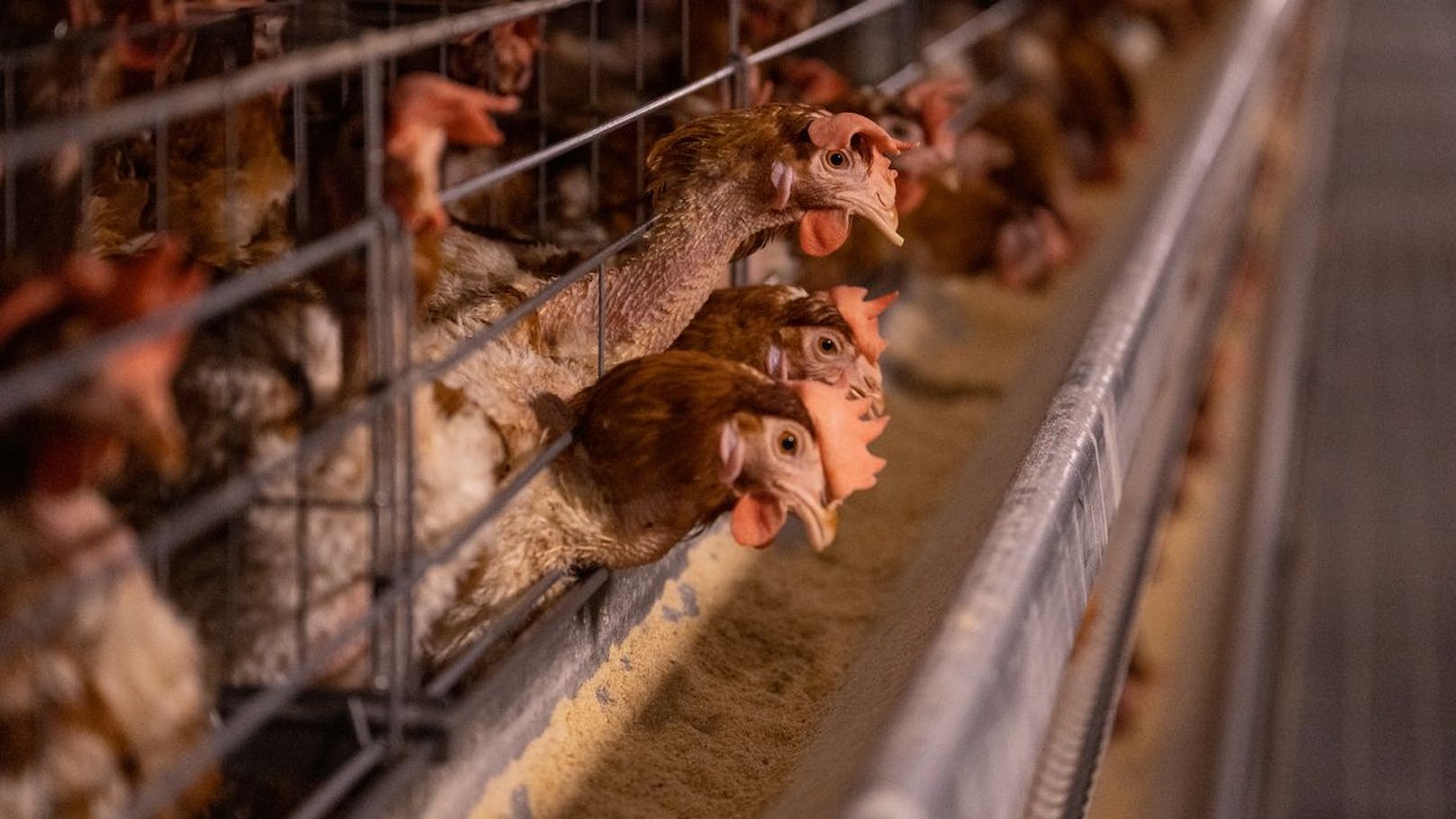 Vogelgrippe in OÖ! Bezirk Braunau ist Sperrzone