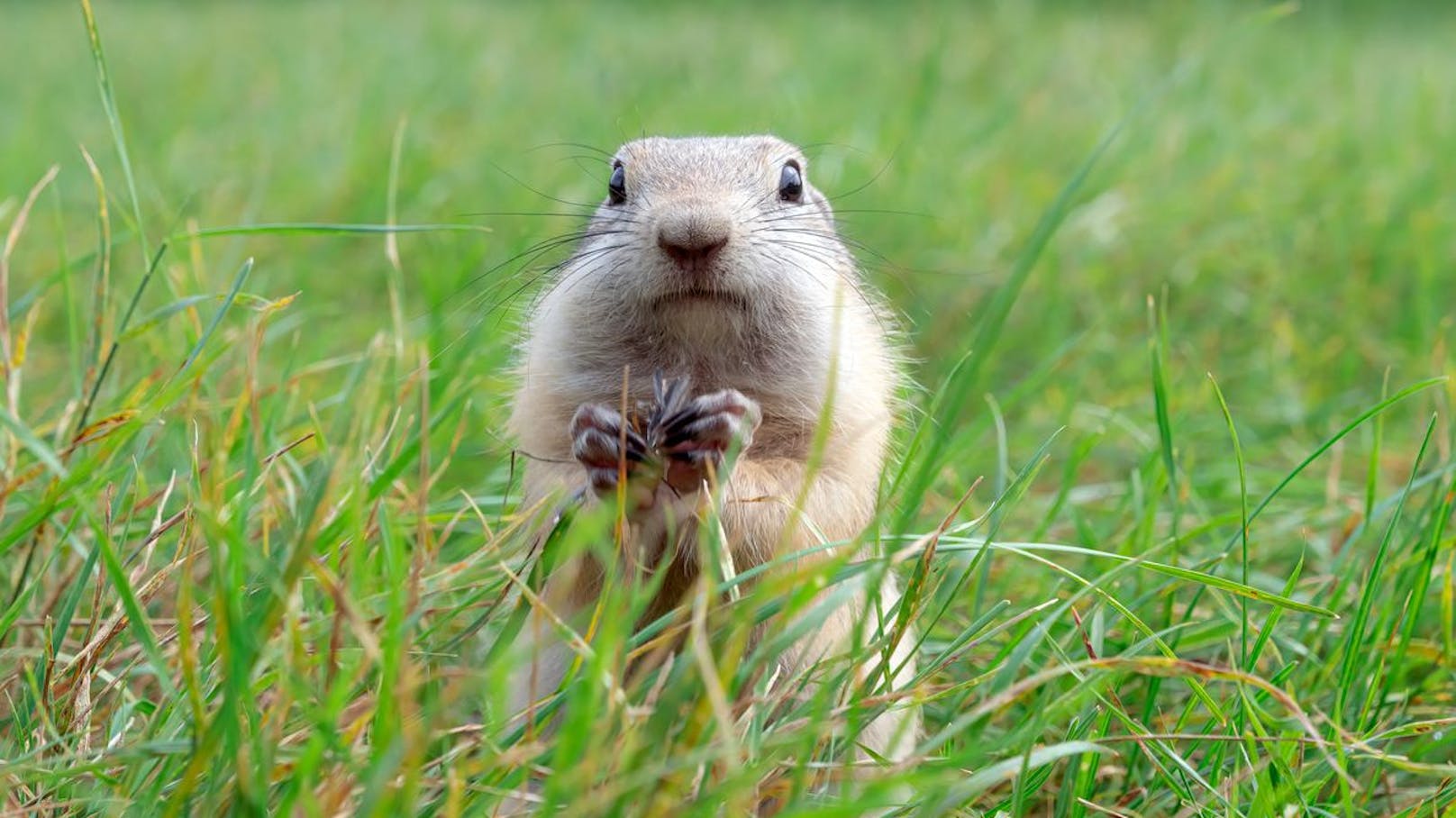 Sie ernähren sich hauptsächlich von Pflanzen, Samen, Blüten, Wurzeln und Knollen, verschmähen aber auch einen Regenwurm nicht, bis sie sich genügend Fettreserven für den Winterschlaf anfressen konnten.