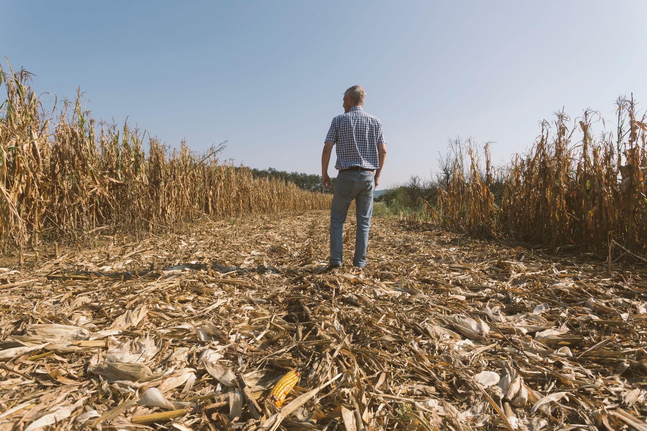 Vor allem die anhaltende Dürre setzte der Landwirtschaft arg zu. (Symbolbild)