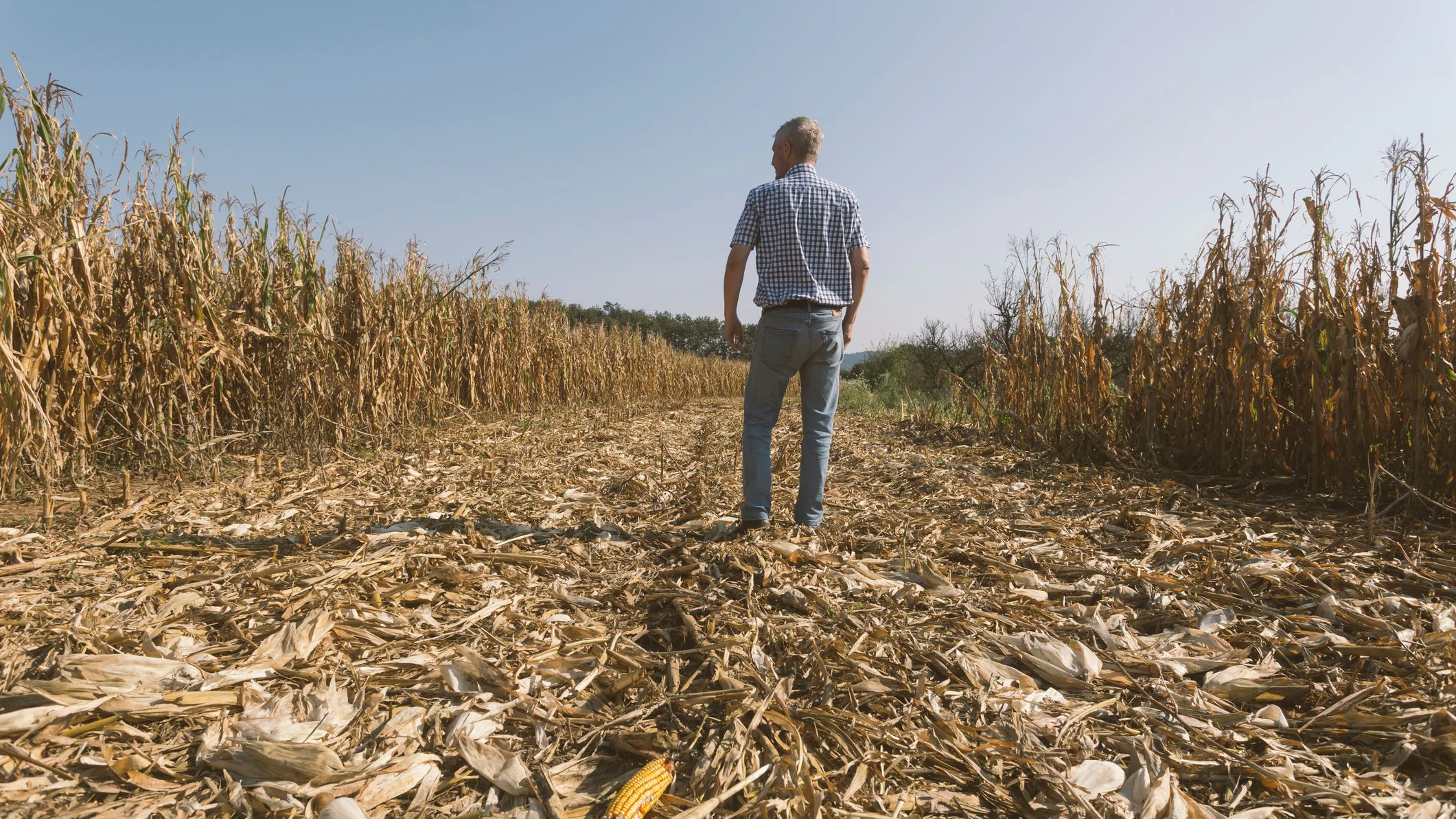 Heute.at - NÖ Grüne fordern Hilfsmaßnahmen für Landwirtschaft