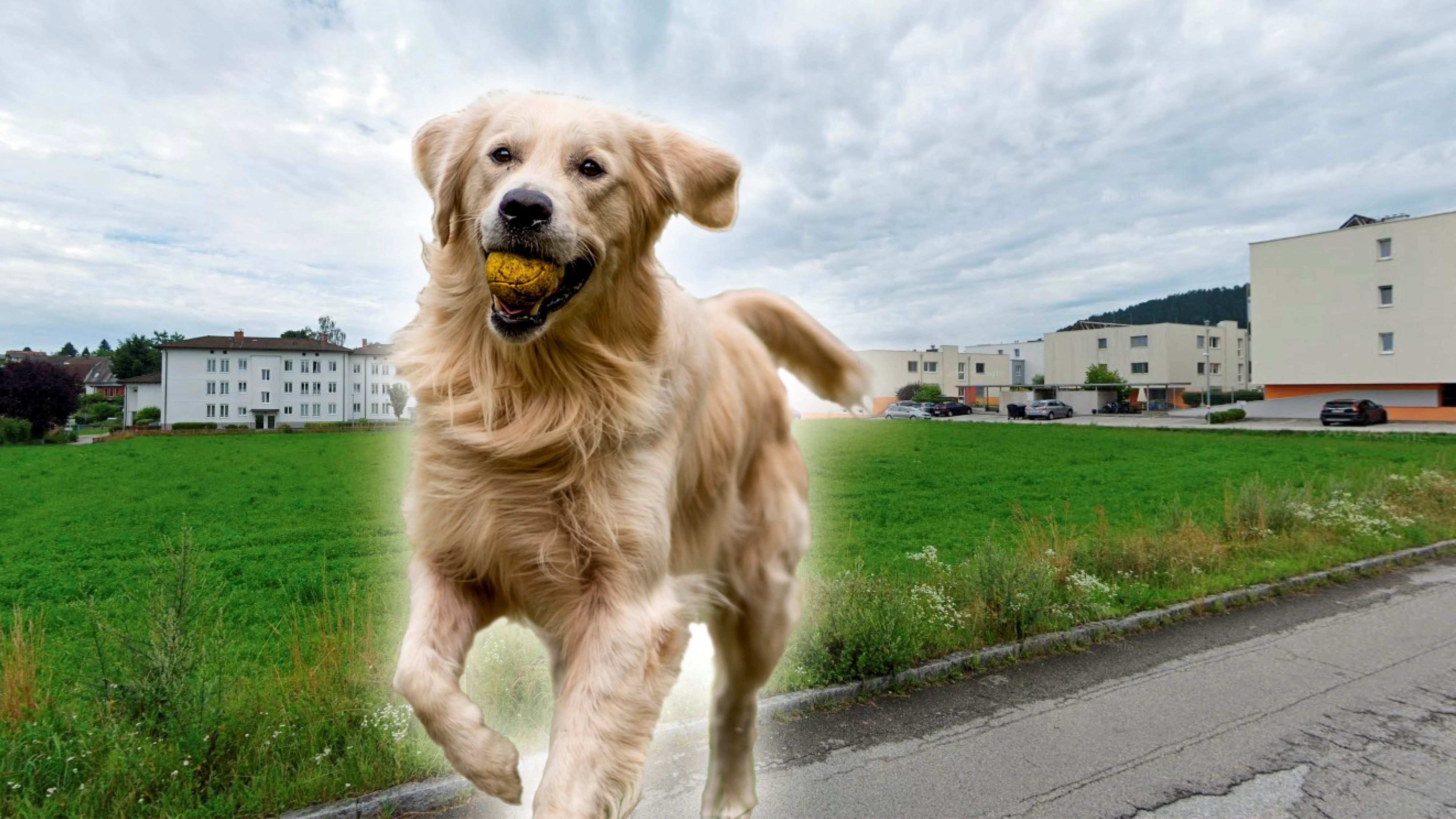 Der Giftköder wurden auf einer Wiese bei der Mittelschule in Freistadt gefunden.&nbsp; Jetzt herrscht Angst bei Hundebesitzern. (Symbolbild)