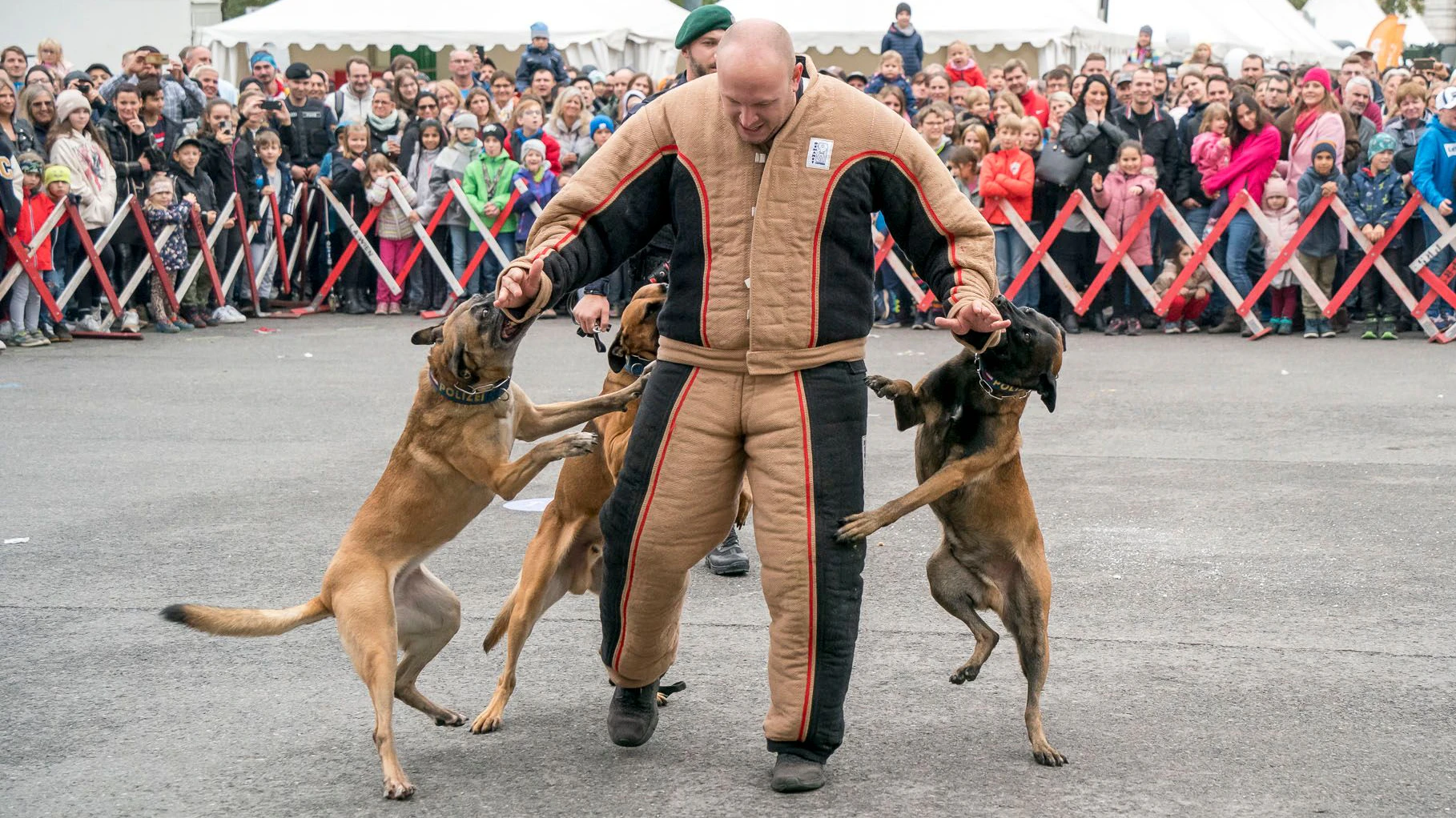 Auch beim Wiener Sicherheitsfest 2023 am Rathausplatz waren die Polizeihunde ein Highlight