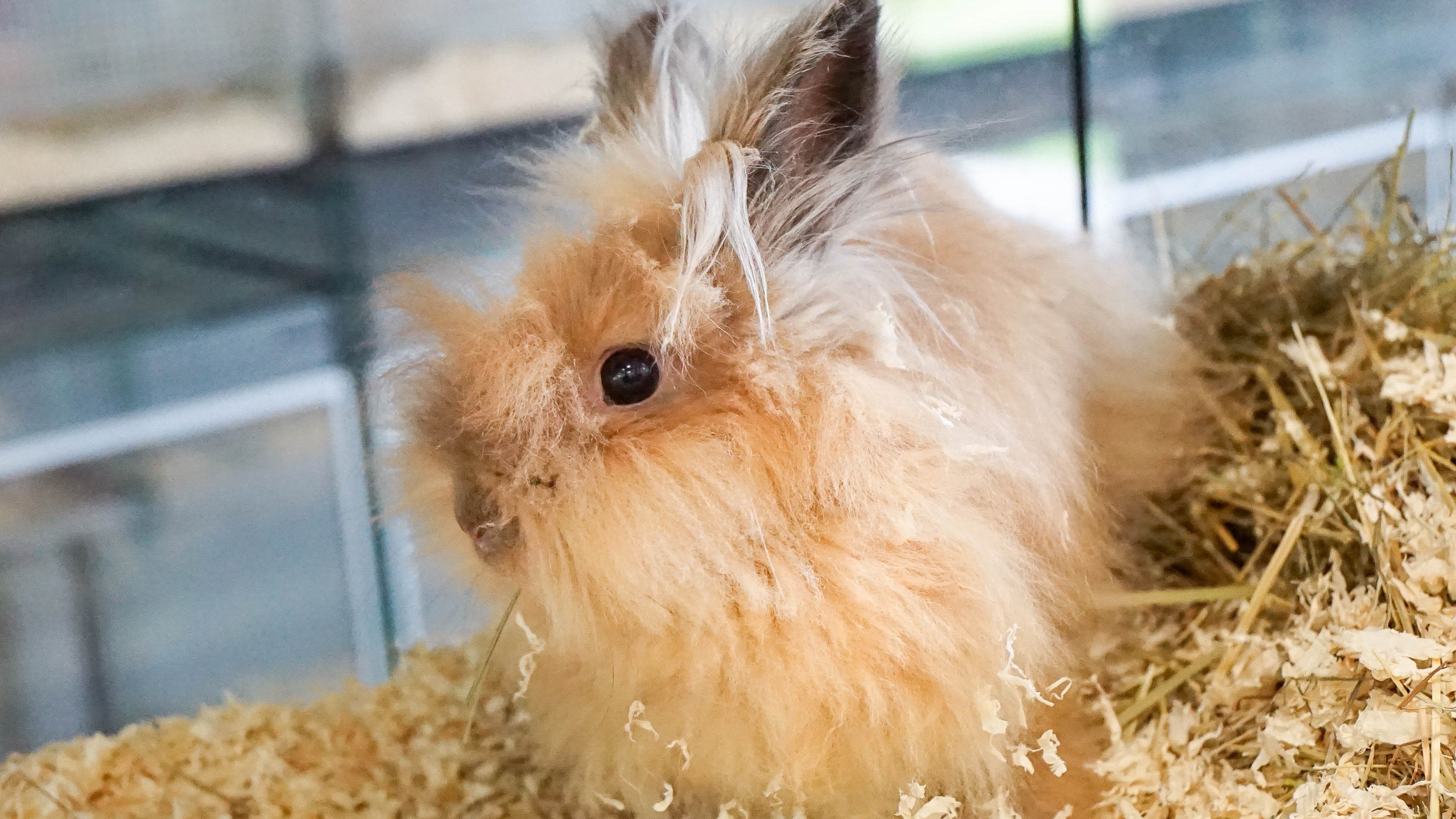Karamella wurde in der U-Bahn gefunden.