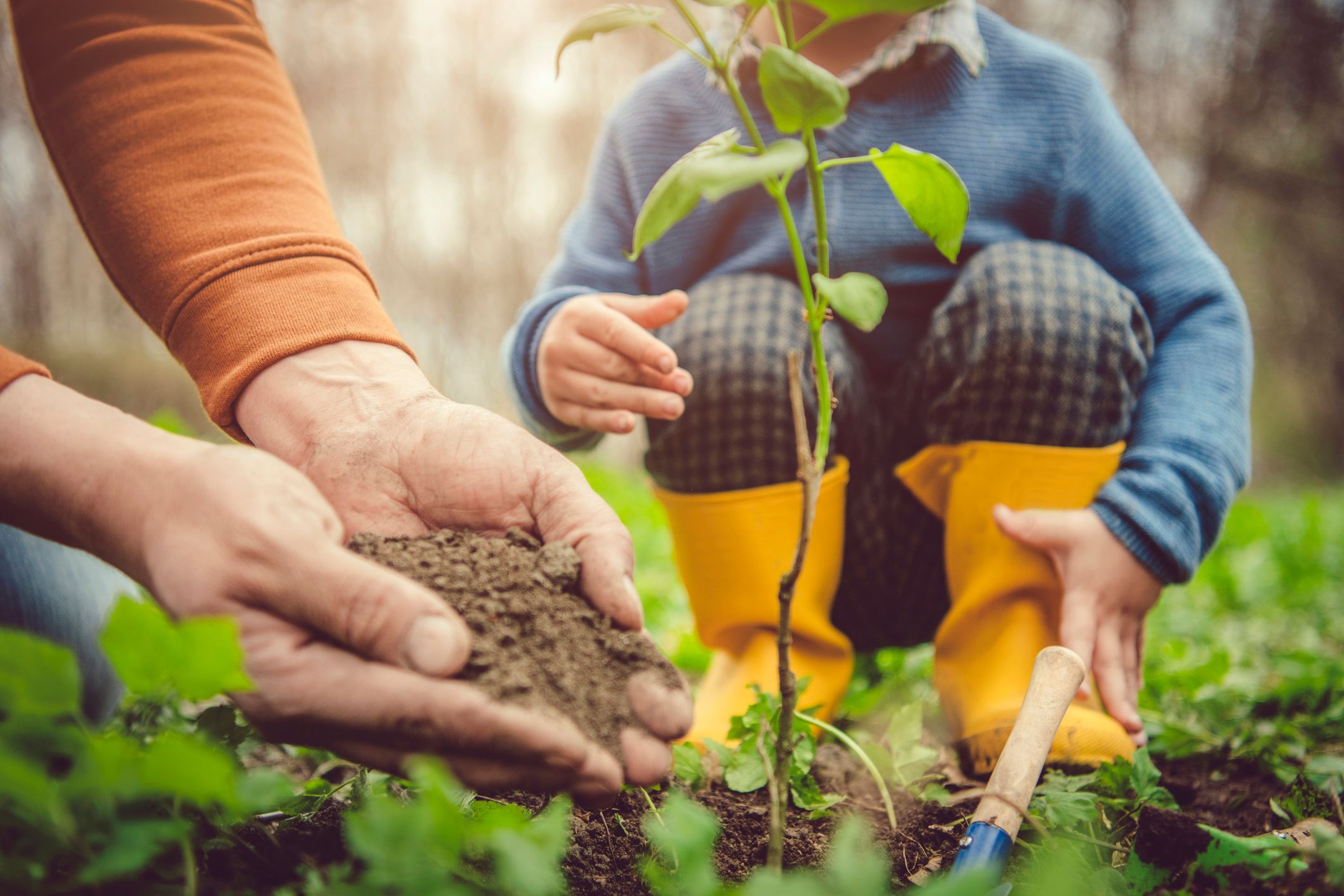 Gesunde Wälder sind essenziell für ein stabiles Klima. Dieses Wissen soll bereits an die Kleinsten weitergegeben werden - etwa indem jedes Kind in Österreich einen Baum pflanzt.