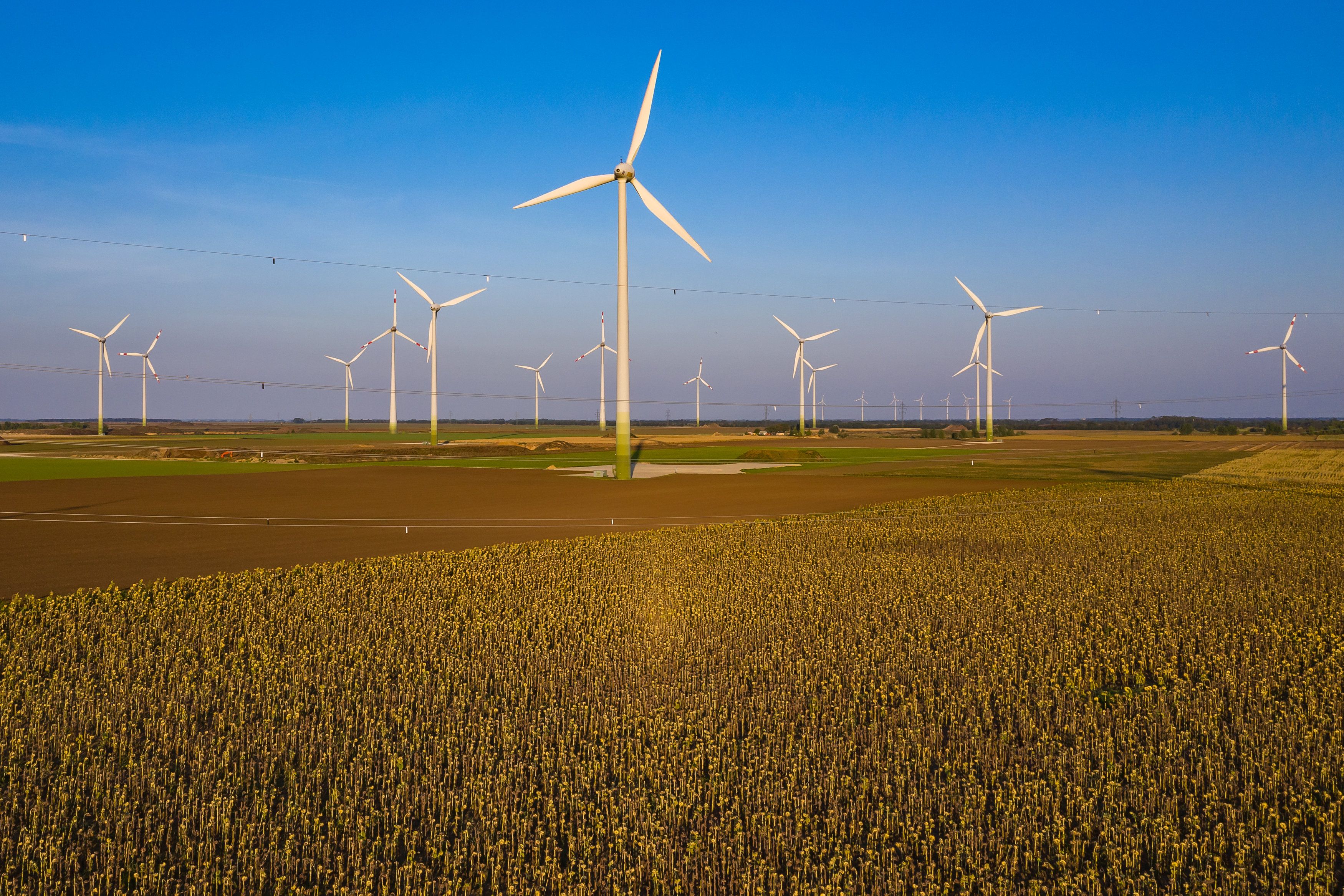 Windkrafträder im Windpark Parndorf, im Vordergrund Sonnenblumen, am Montag den 14. September 2020.
