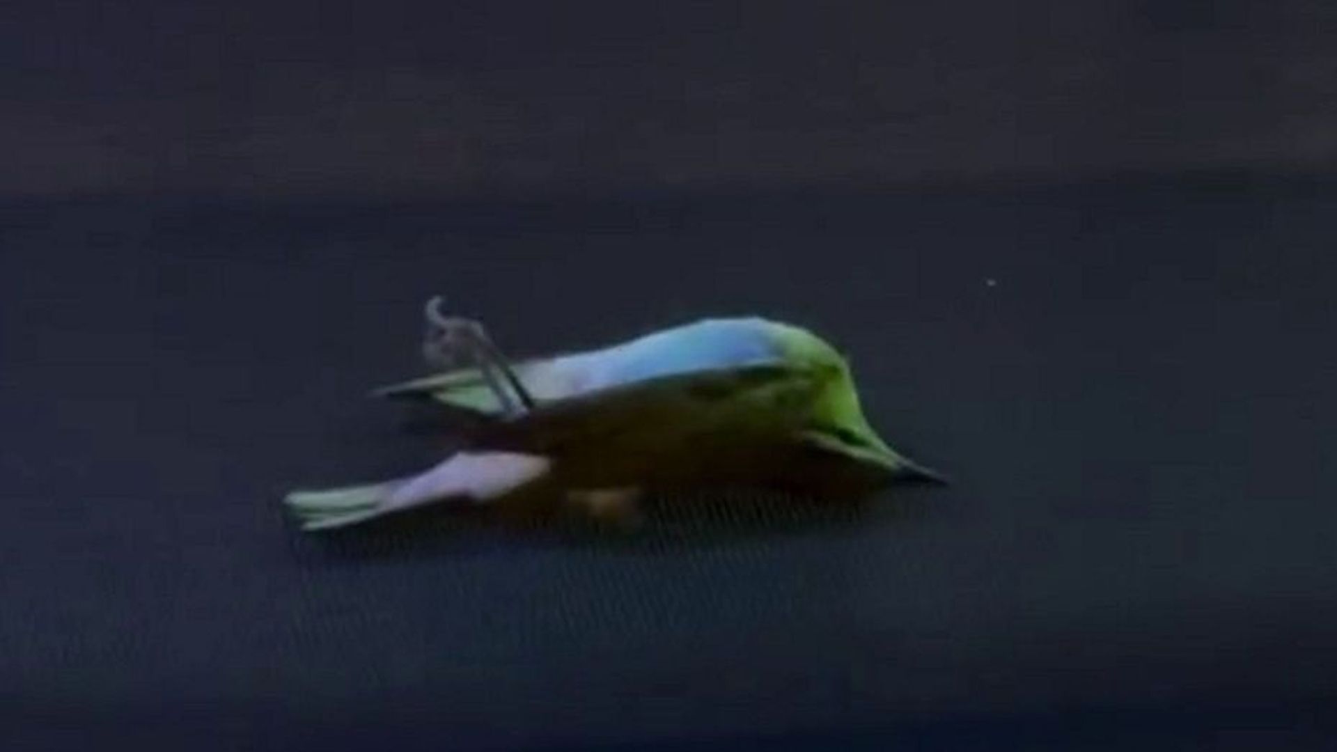 Auf einer Kreuzfahrt regnete es plötzlich tote Vögel und Motten.