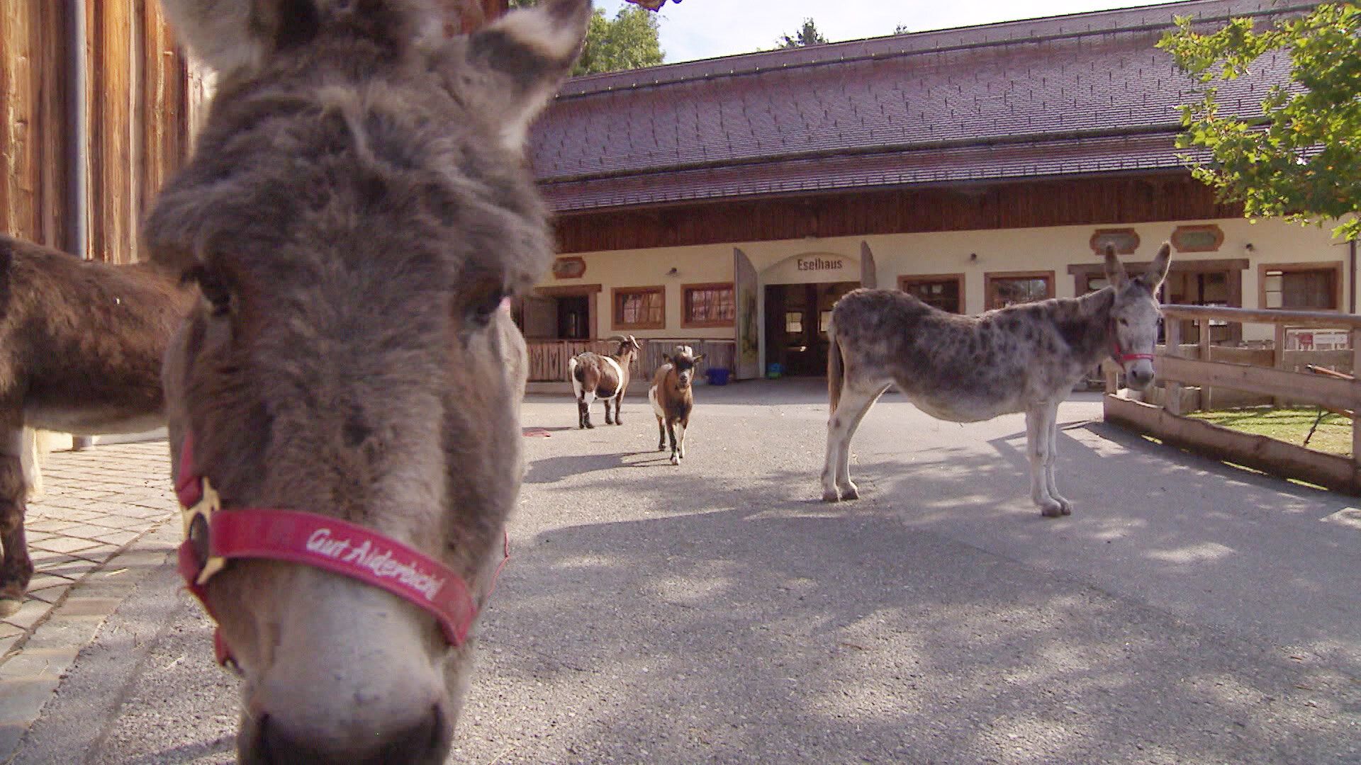 Vielleicht war ja einer dieser Esel der Übeltäter