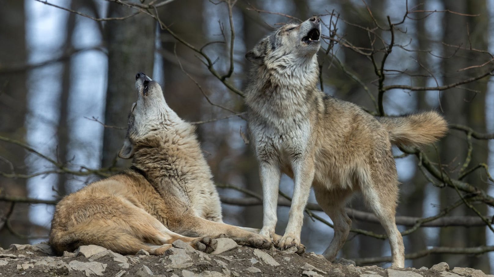 Wölfe können jetzt leichter geschossen werden