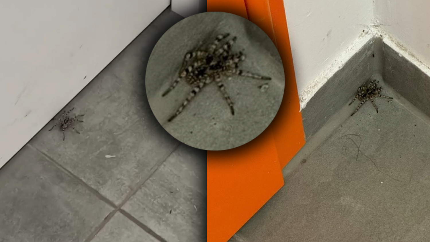 Die südrussische Tarantel ist jetzt auch in Wien angekommen. Eine Wienerin bekommt es mit der Angst zu tun.