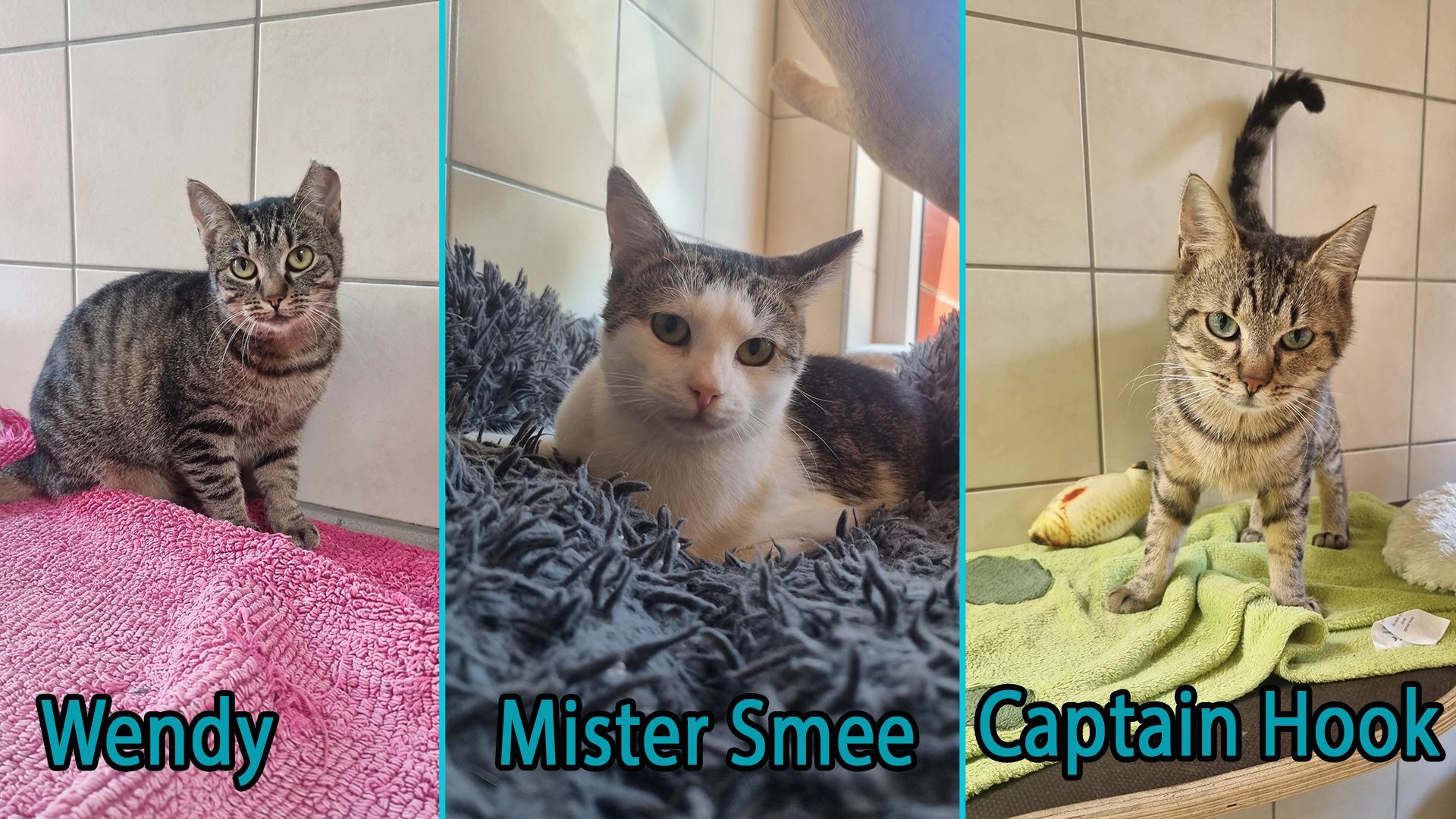 Das lustige Hook-Trio wartet momentan im Tierheim Kärnten auf einen neuen Wirkungskreis.