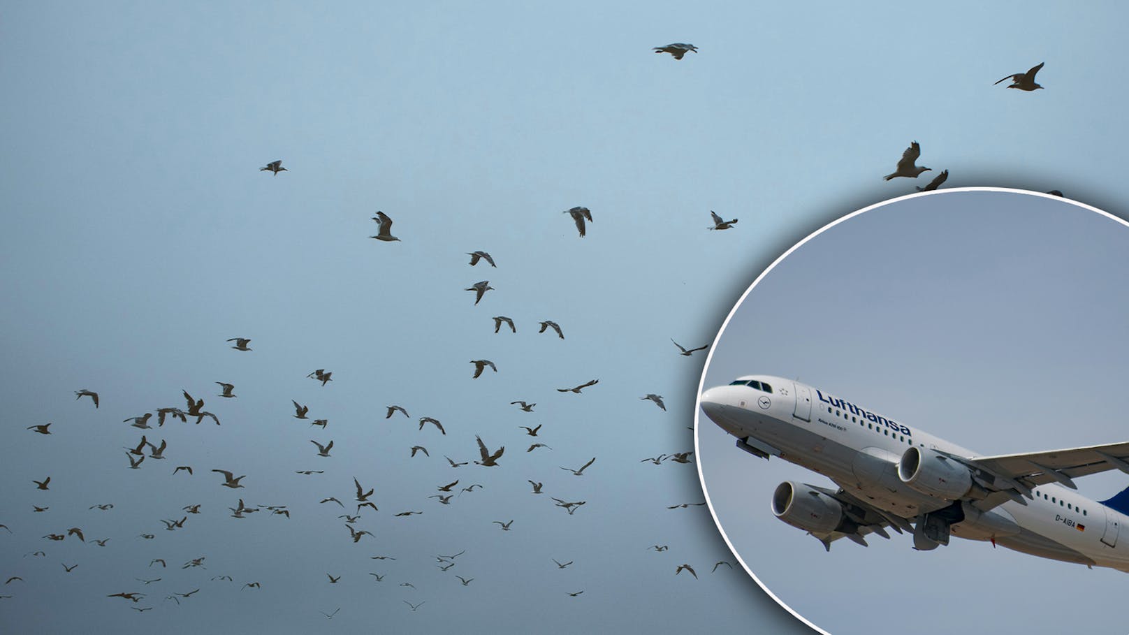 Vogelschlag! Flugzeug kann in Salzburg nicht landen