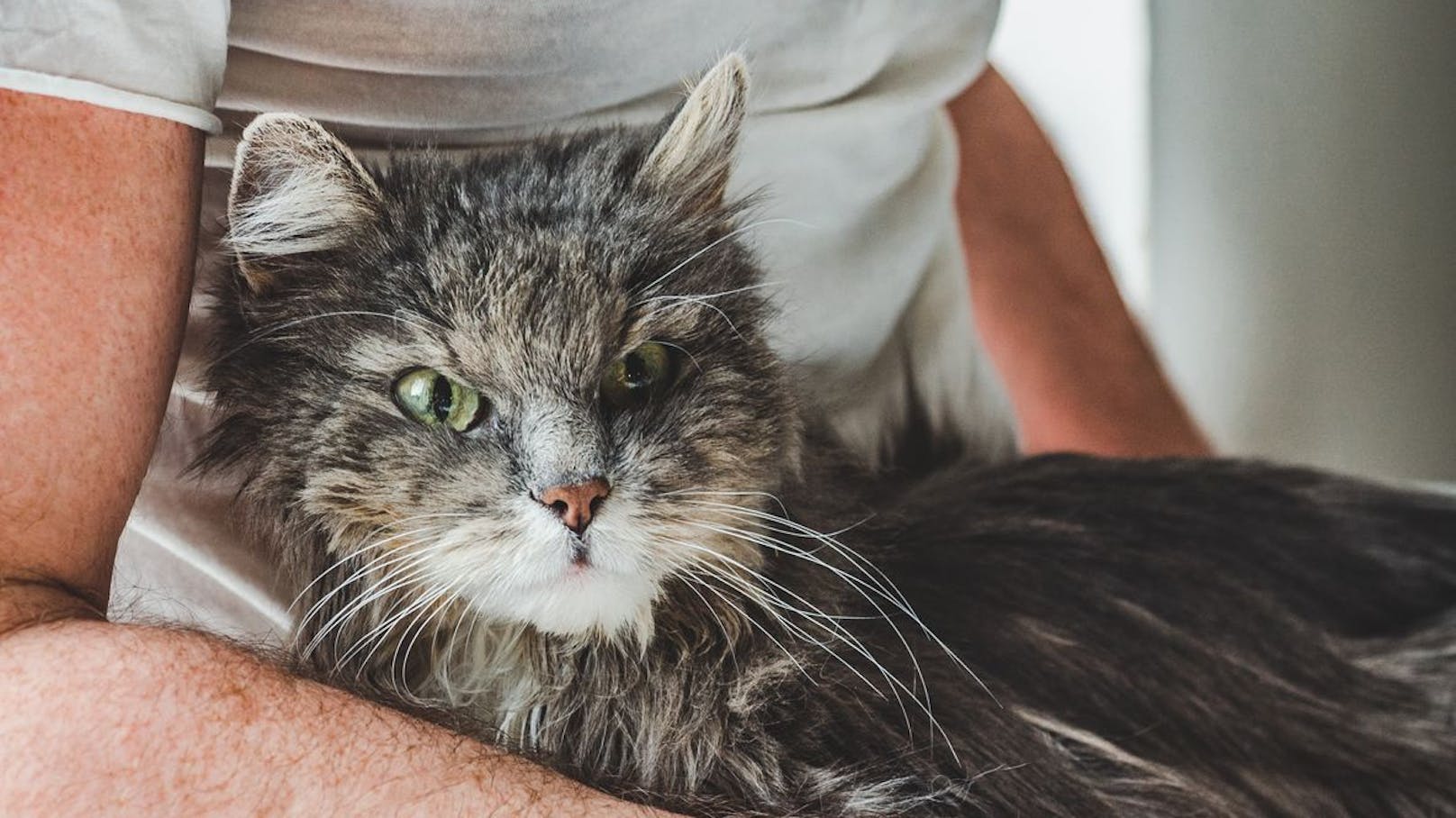 Diese Katzenrassen haben die höchste Lebenserwartung