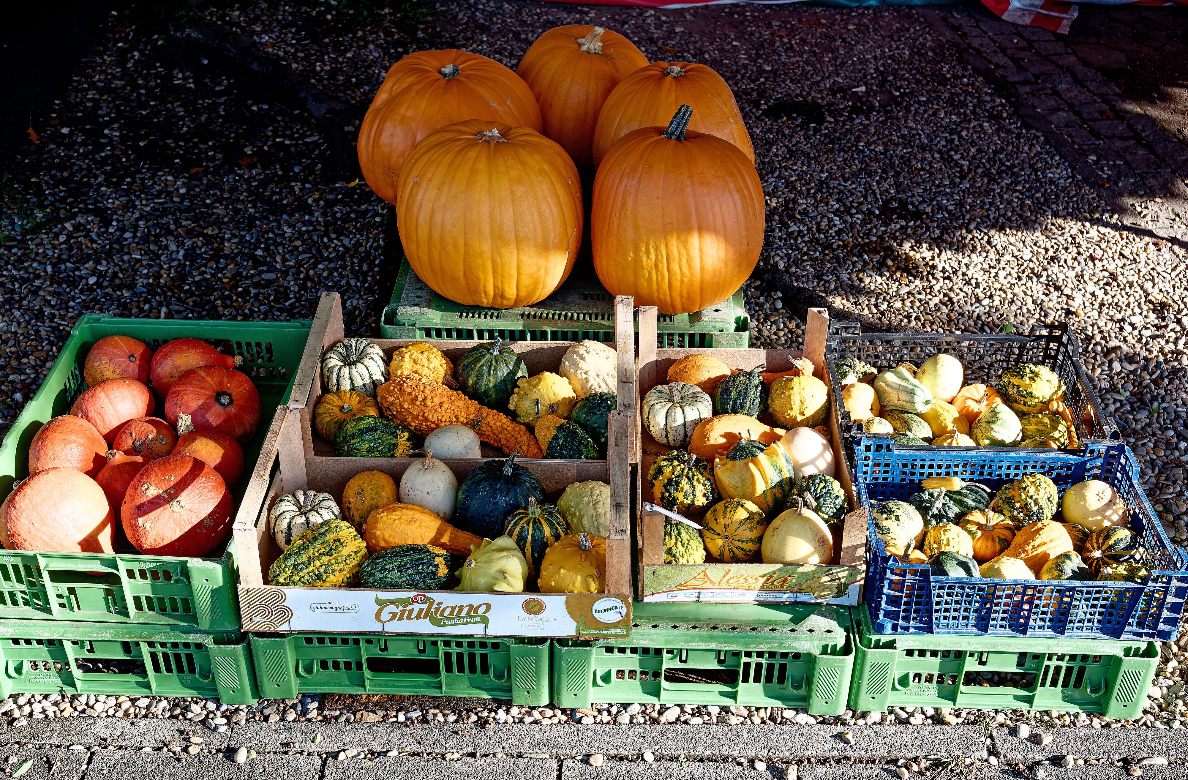 Verwirrung herrscht oft beim Thema welche Kürbisse gegessen werden dürfen.