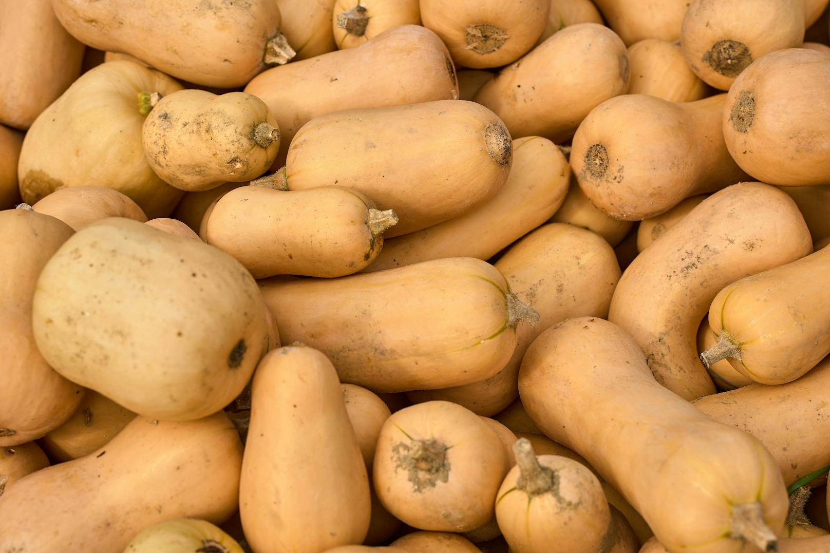 Im Supermarkt findet man den Butternuss Kürbis findet man oft unter dem Namen Butternut.