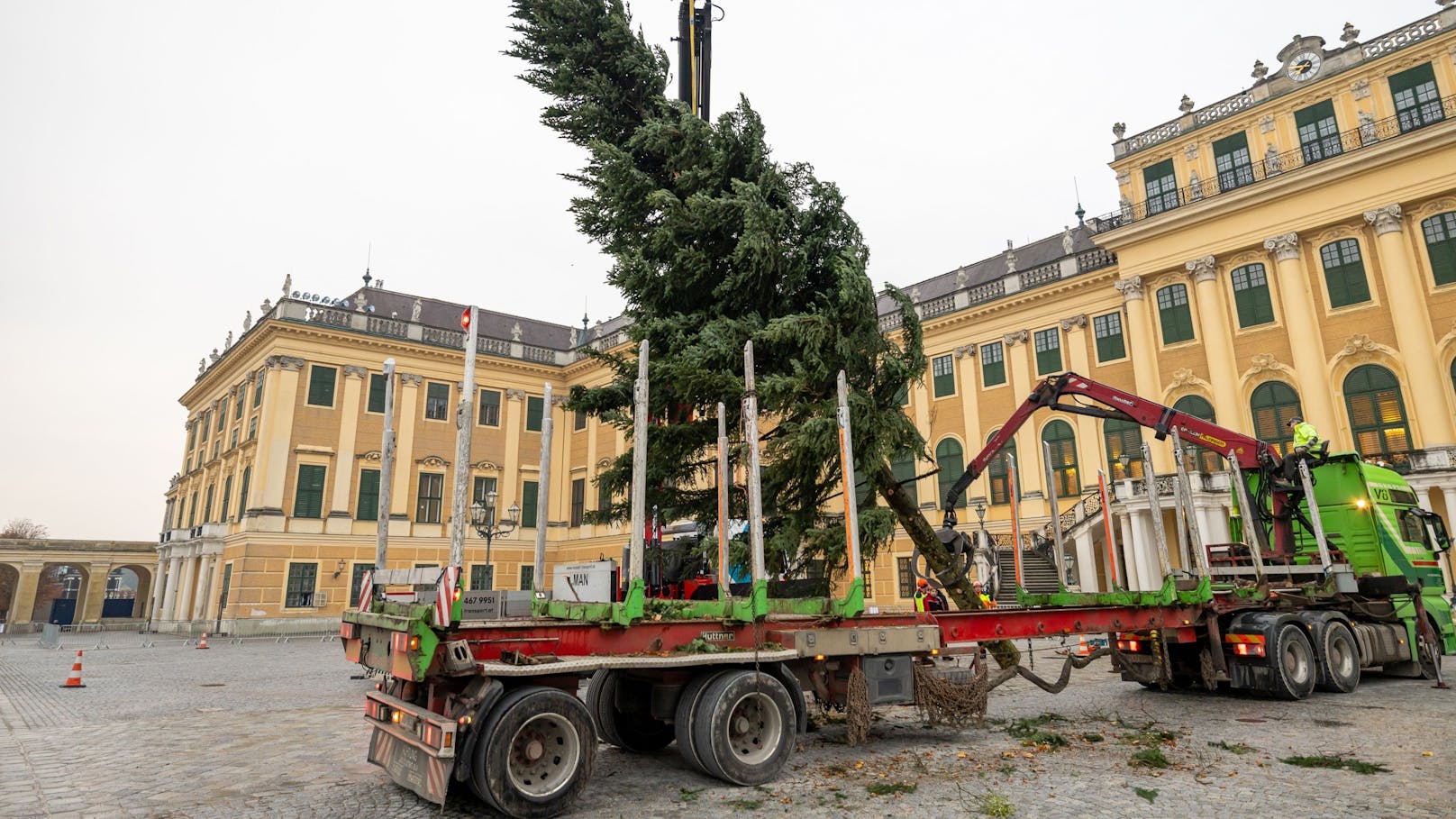 Am 23. Oktober fand der Baum seine neue Bestimmung als Weihnachtsdeko vorm Schloss Schönbrunn