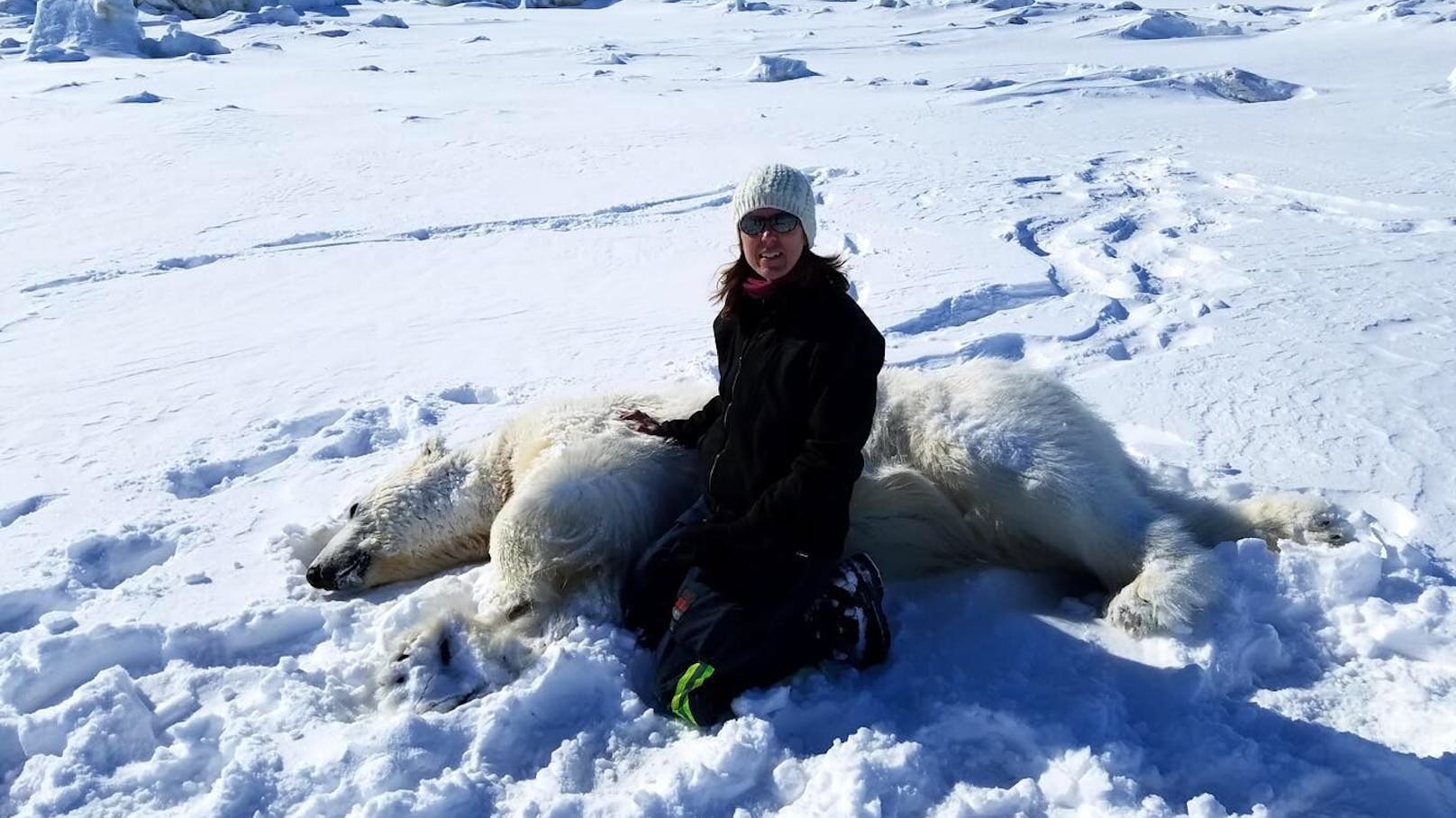 Biologin Karyn Rode nimmt bei einem Eisbären Vitalwerte ab.