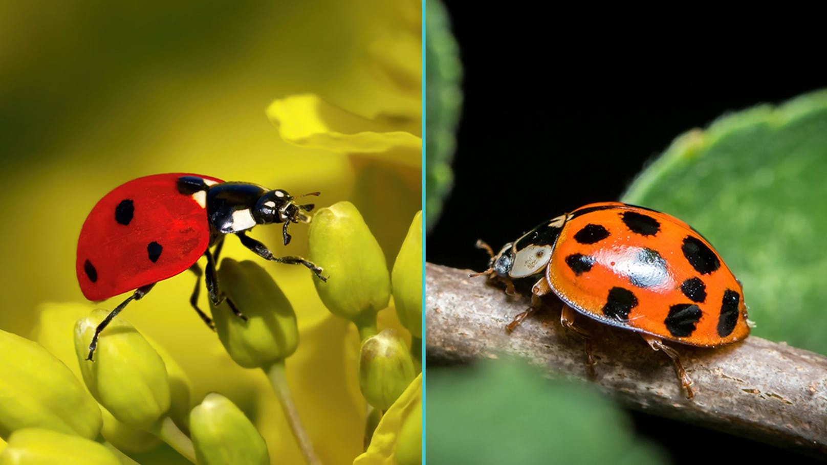 Links siehst du unseren "Siebenpunkt"-Marienkäfer, und rechts den asiatischen "Harlekin"-Marienkäfer.