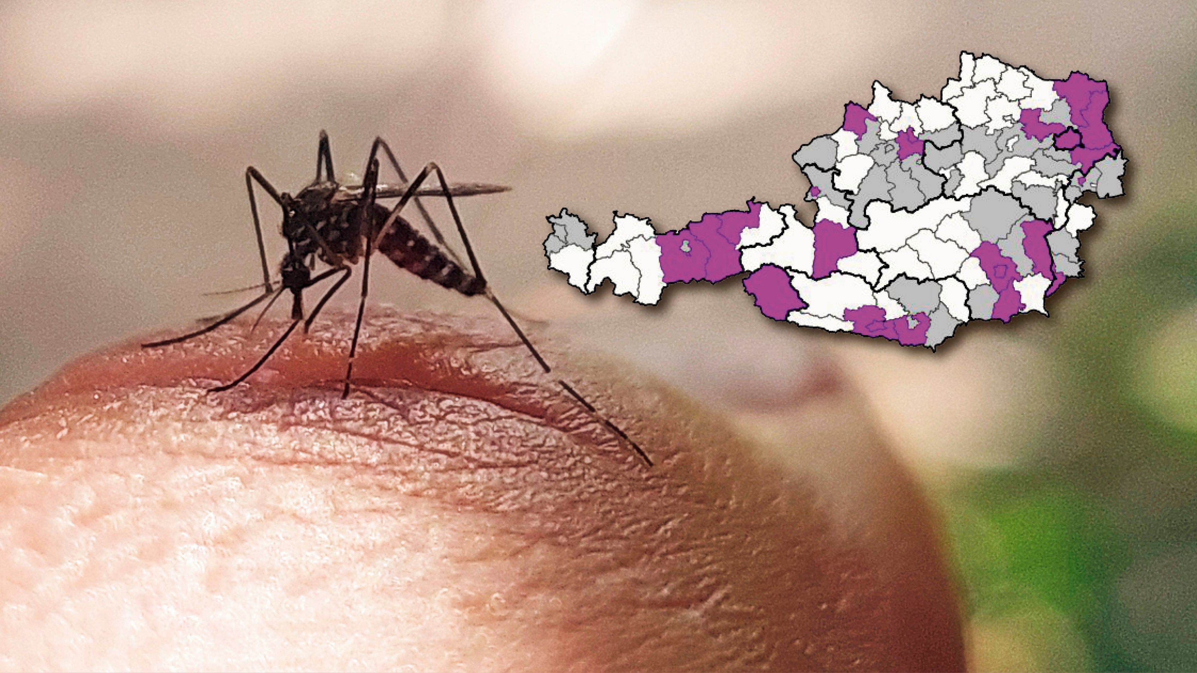 Die Asiatische Tigermücke breitet sich in Österreich immer weiter aus. Um das zu verhindern, hat das Land OÖ jetzt eine offizielle Info ausgeschickt.