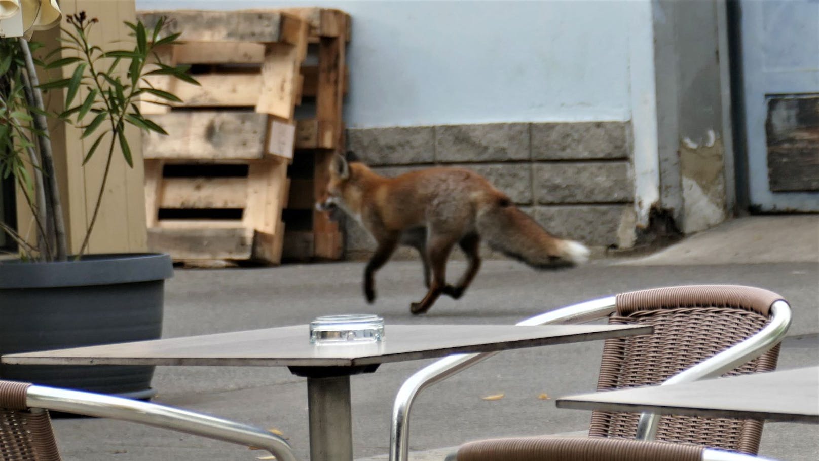 Ein Fuchs streifte am Freitag durch die Wiener Gassen – mitten am Tag!