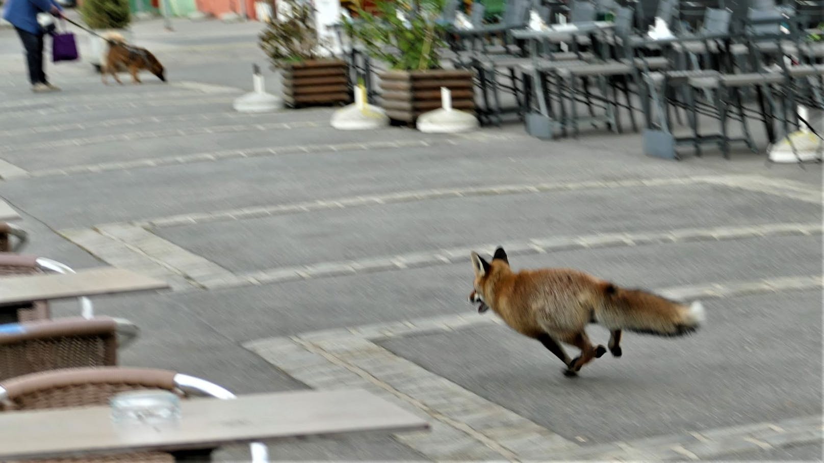 Ein Fuchs streifte am Freitag durch die Wiener Gassen – mitten am Tag!