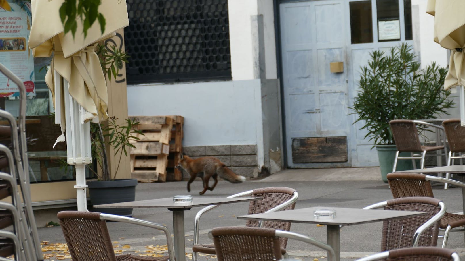 Ein Fuchs mitten am Tag – das sieht man nicht alle Tage. Der freche Waldbewohner sauste am Brunnenmarkt entlang.