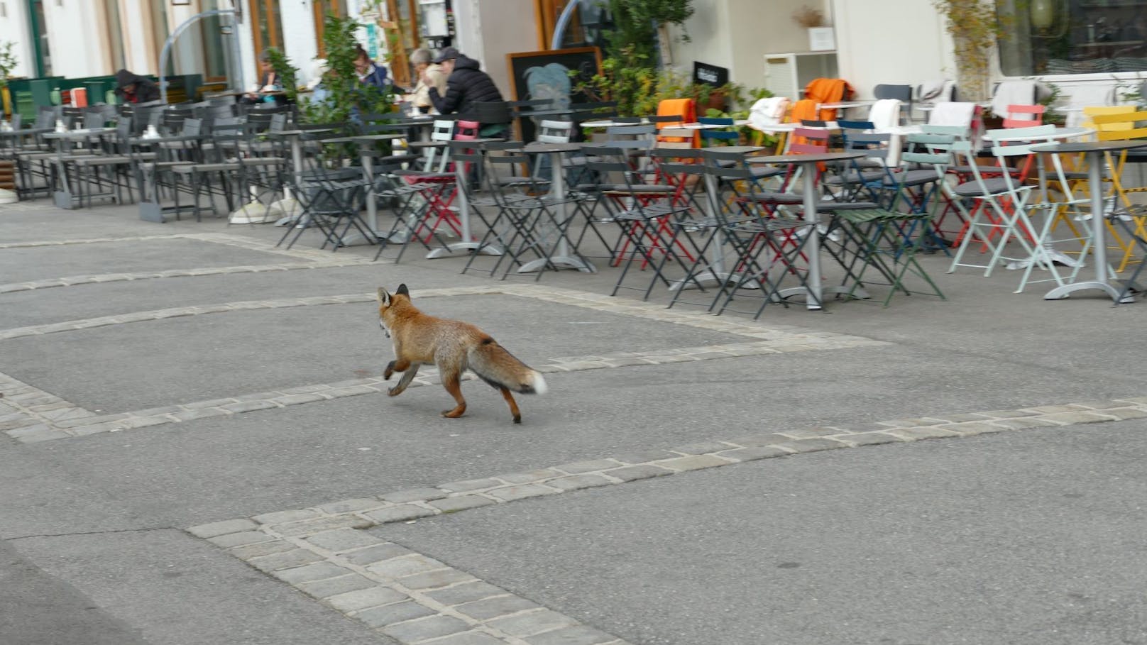 Ein Fuchs streifte am Freitag durch die Wiener Gassen – mitten am Tag!